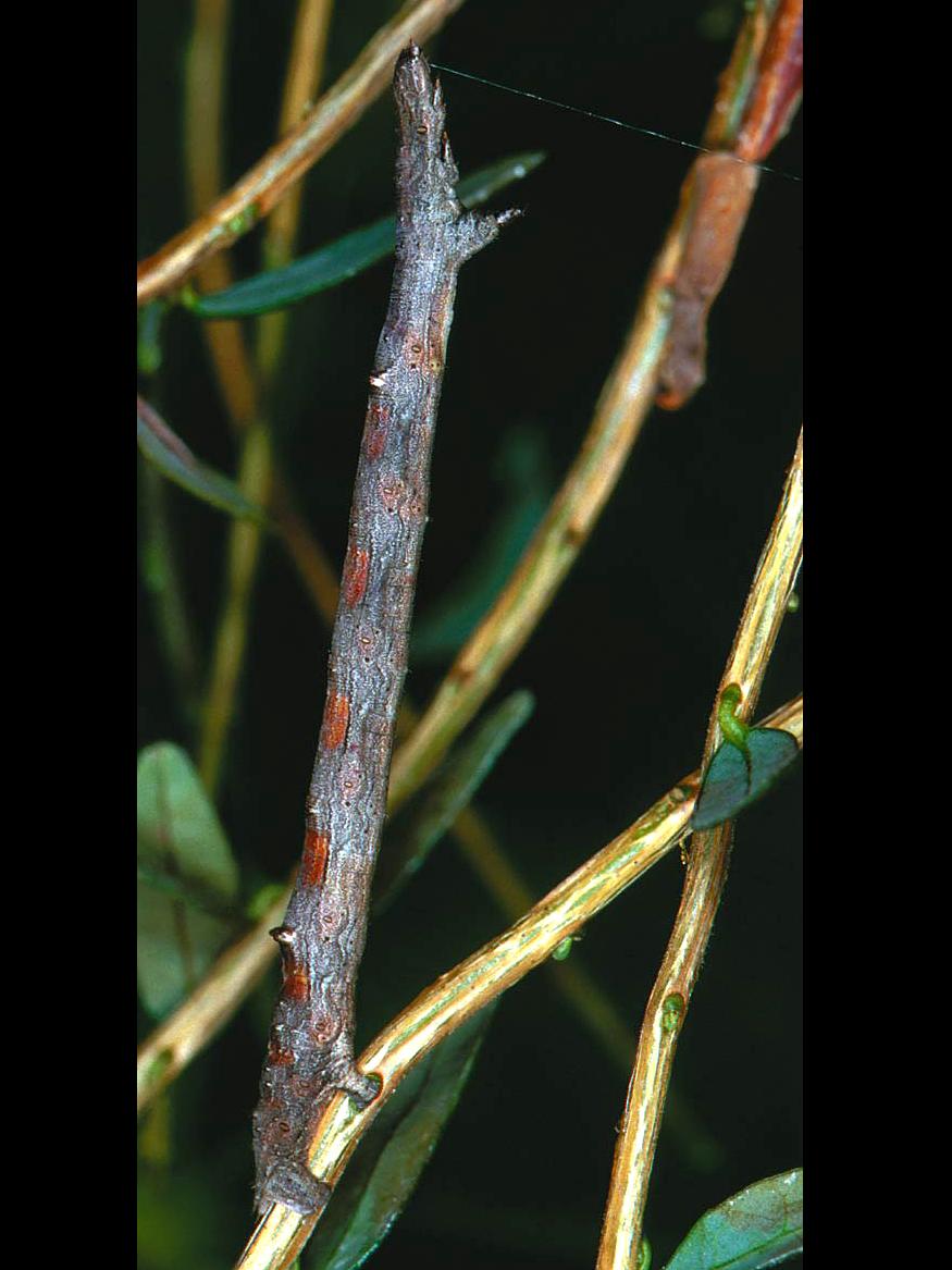 Laboratoire d'expertise et de diagnostic en phytoprotection - MAPAQ