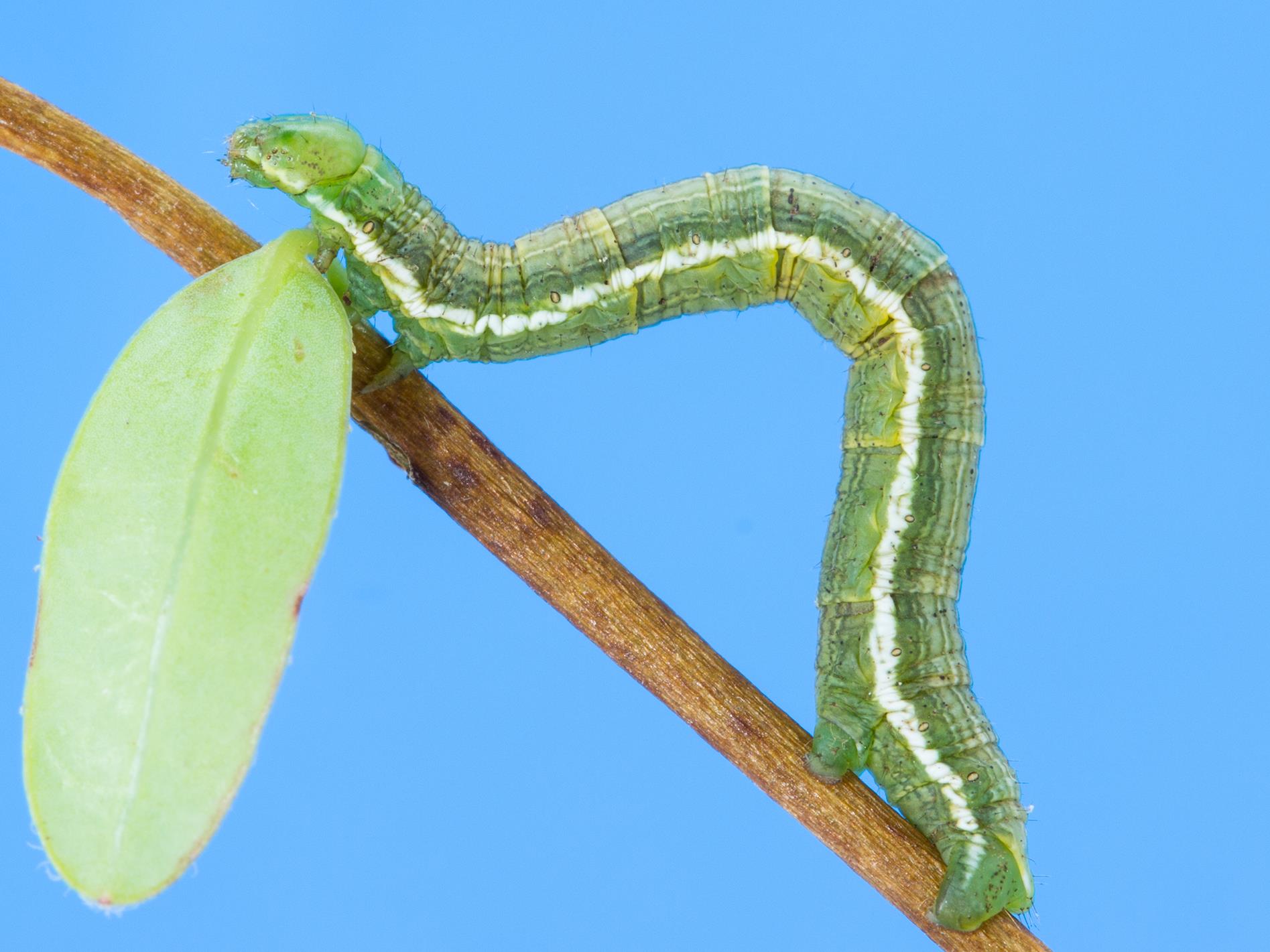 Laboratoire d'expertise et de diagnostic en phytoprotection - MAPAQ