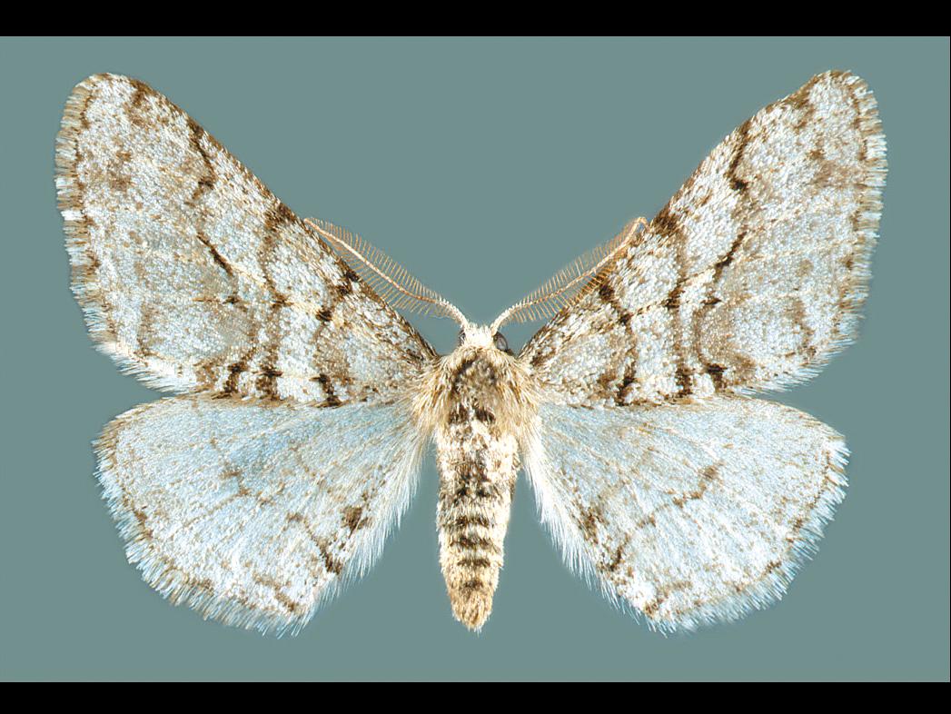 Jean-François Landry - AAC