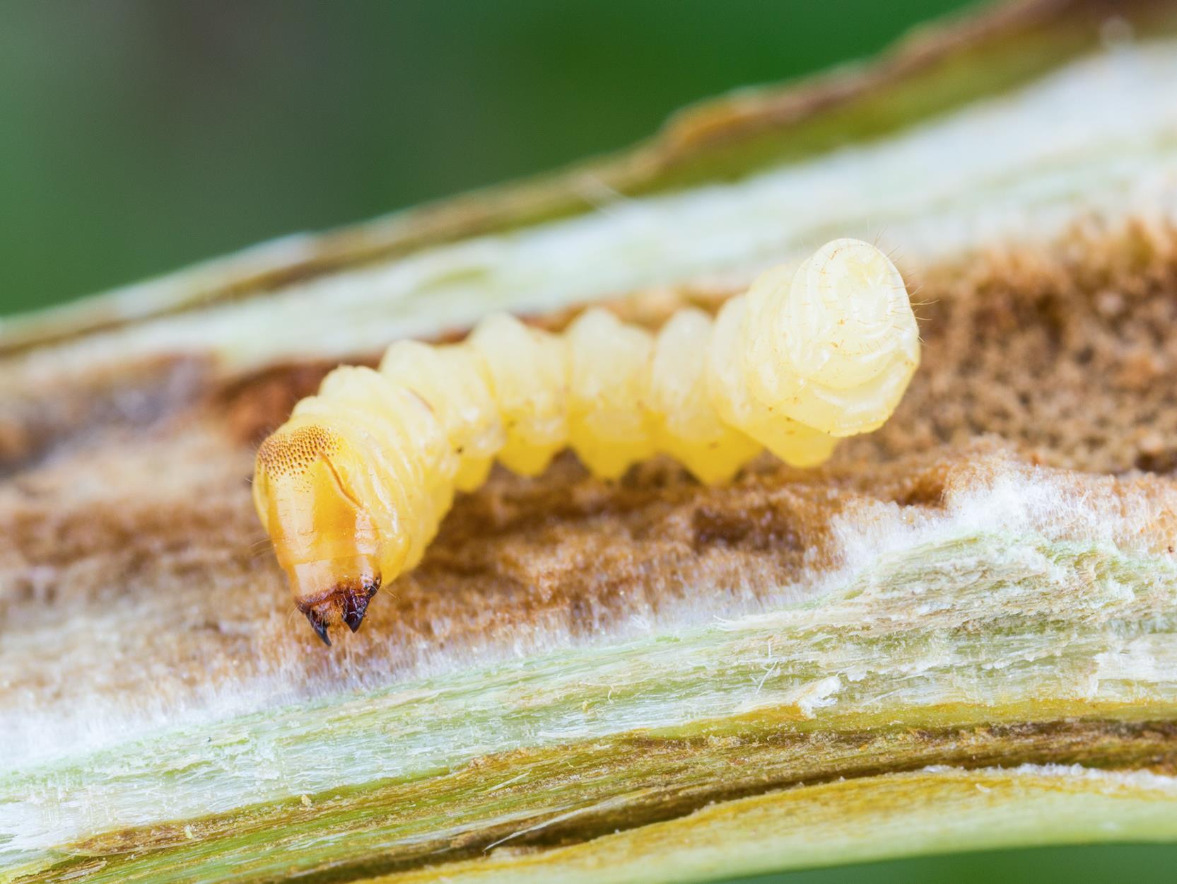 Laboratoire d'expertise et de diagnostic en phytoprotection - MAPAQ