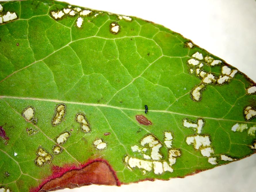 Laboratoire d'expertise et de diagnostic en phytoprotection - MAPAQ