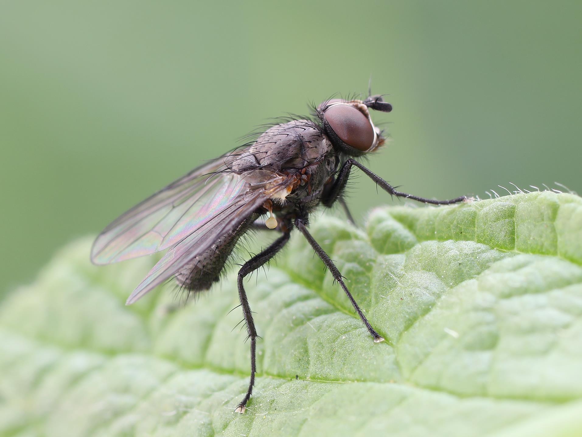IRIIS phytoprotection - Fiche technique, Mouche du framboisier