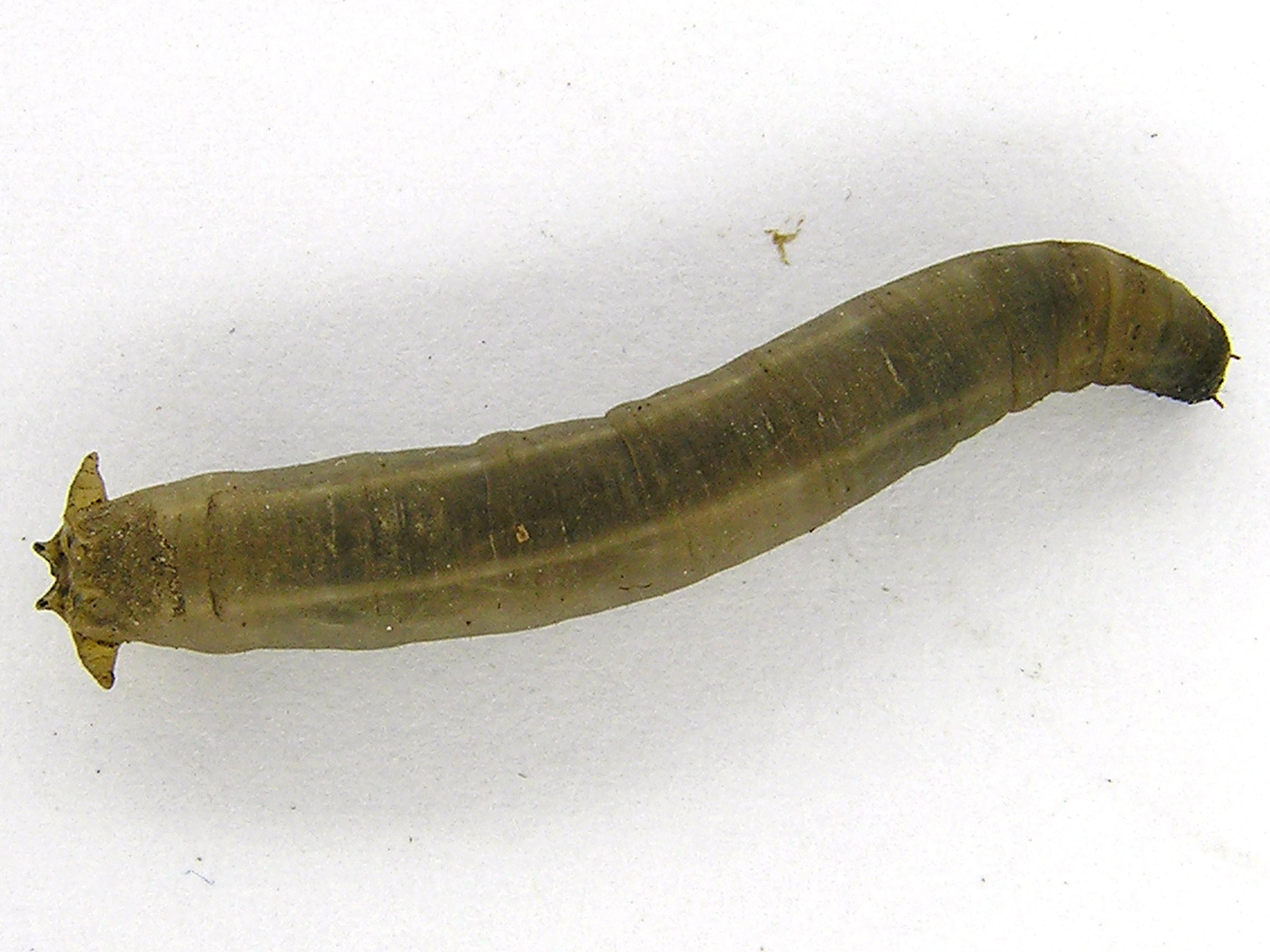 Laboratoire d'expertise et de diagnostic en phytoprotection - MAPAQ