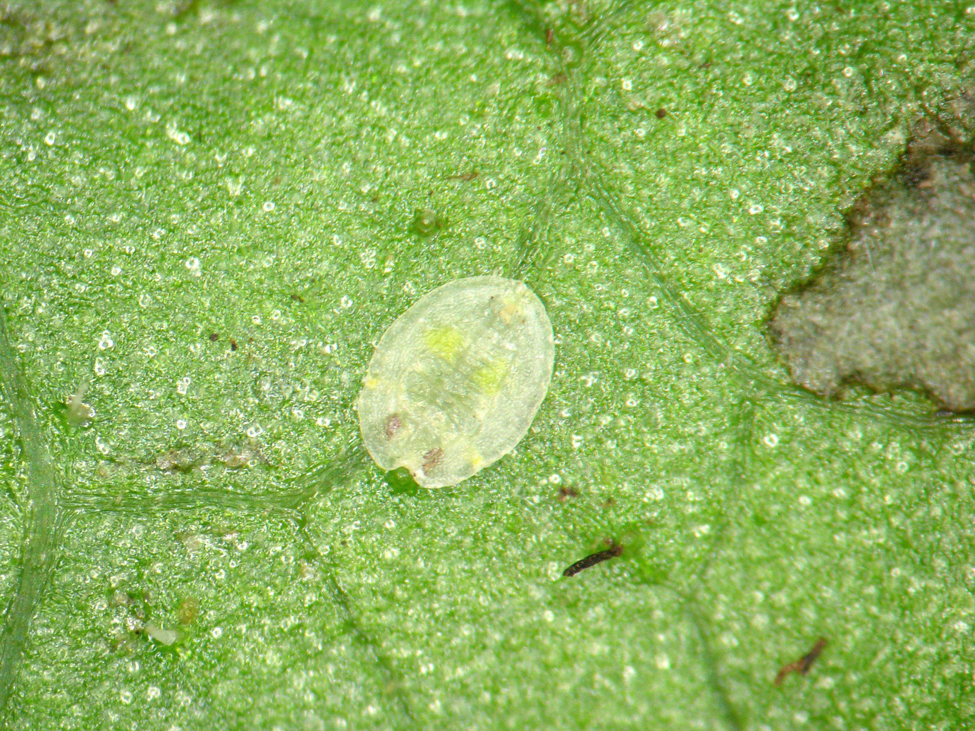 Laboratoire d'expertise et de diagnostic en phytoprotection - MAPAQ