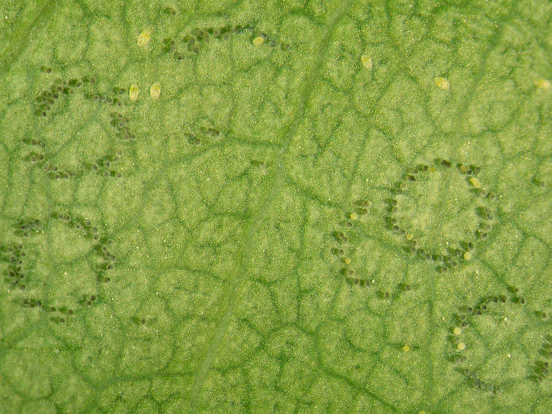 Laboratoire d'expertise et de diagnostic en phytoprotection - MAPAQ