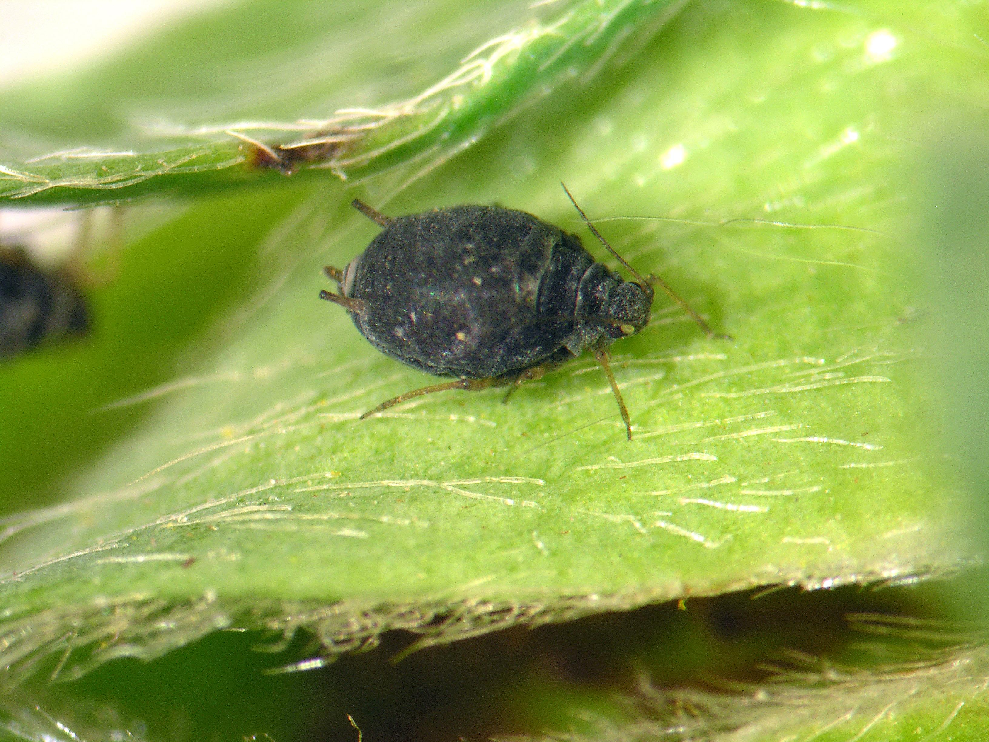 Laboratoire d'expertise et de diagnostic en phytoprotection - MAPAQ