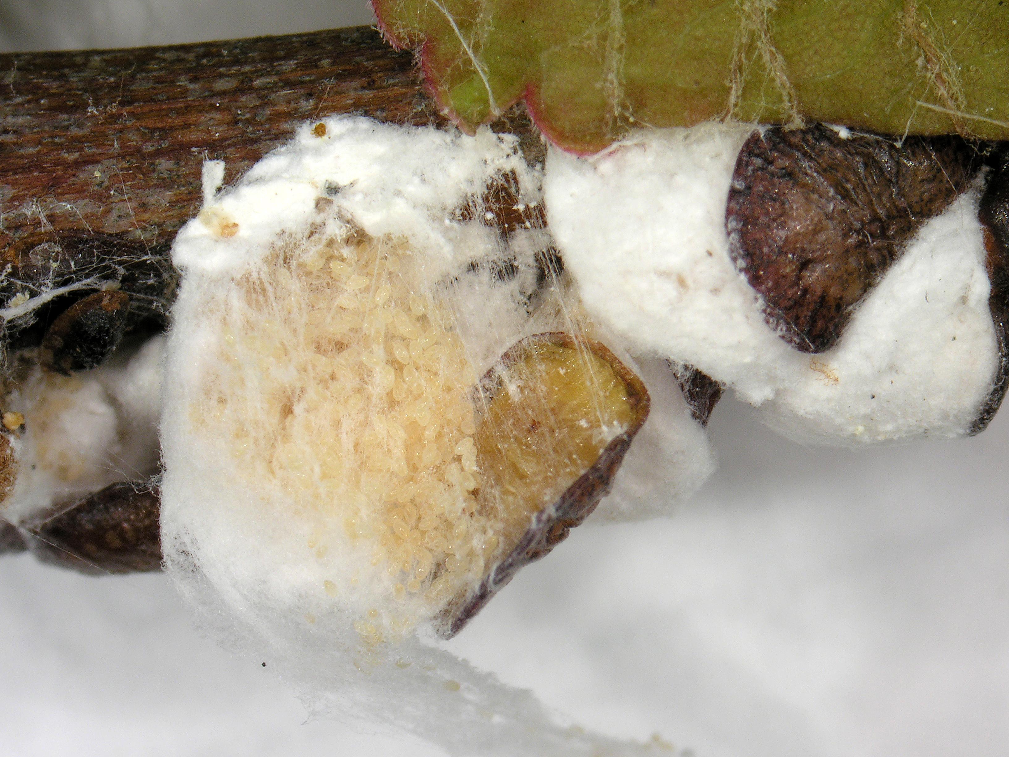 Laboratoire d'expertise et de diagnostic en phytoprotection - MAPAQ