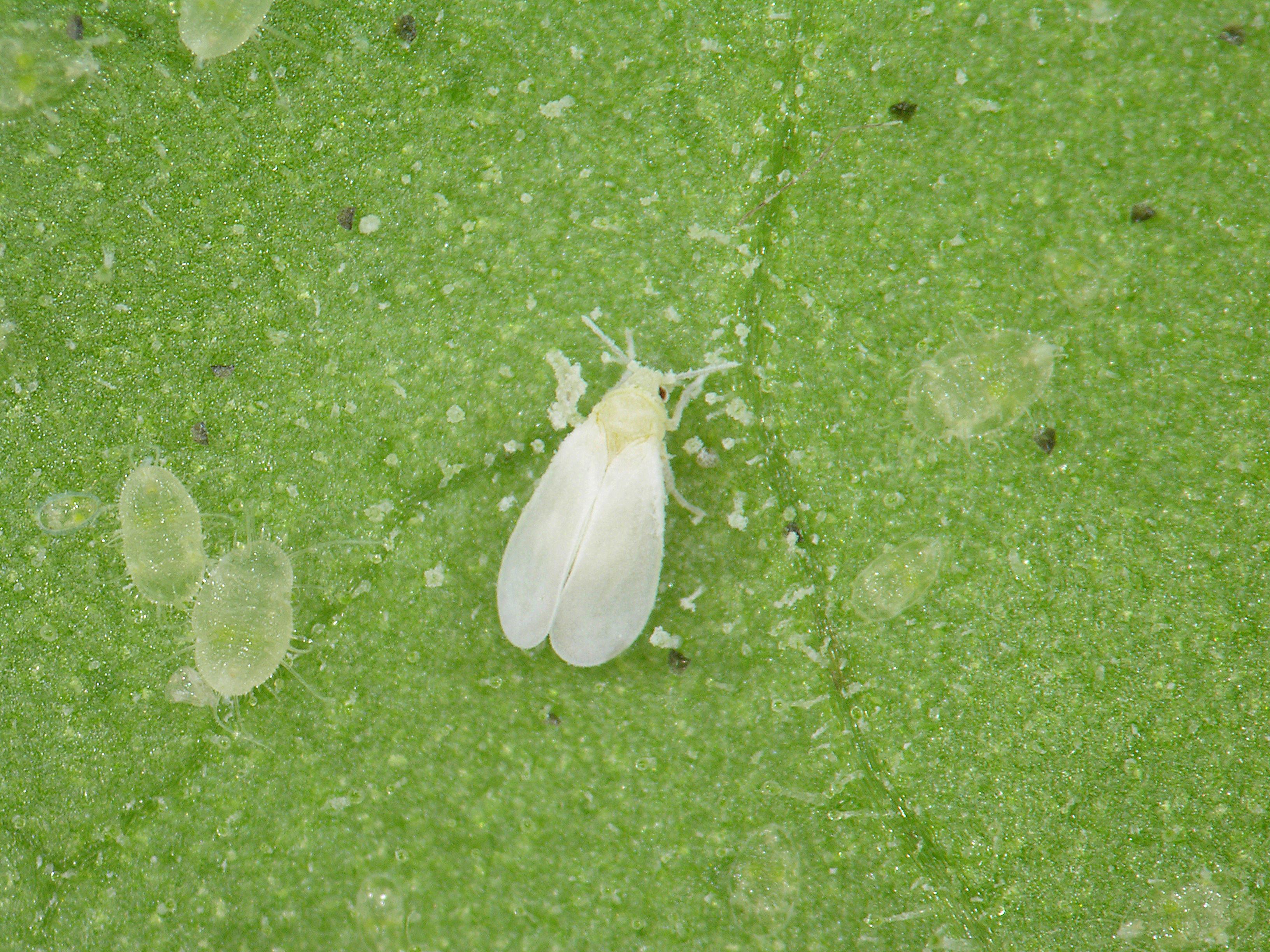 IRIIS phytoprotection - Fiche technique, Aleurode des serres