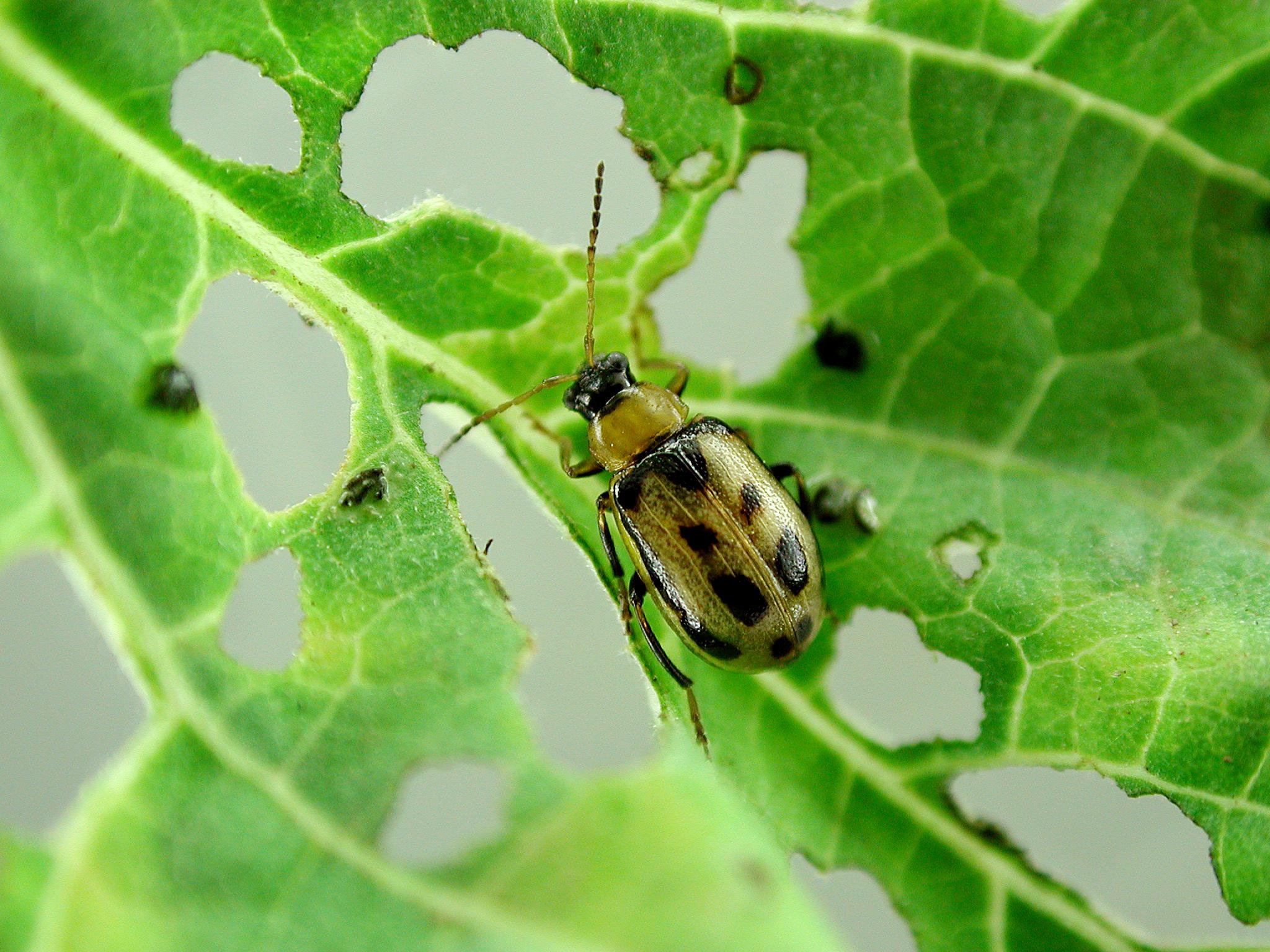 Laboratoire d'expertise et de diagnostic en phytoprotection - MAPAQ