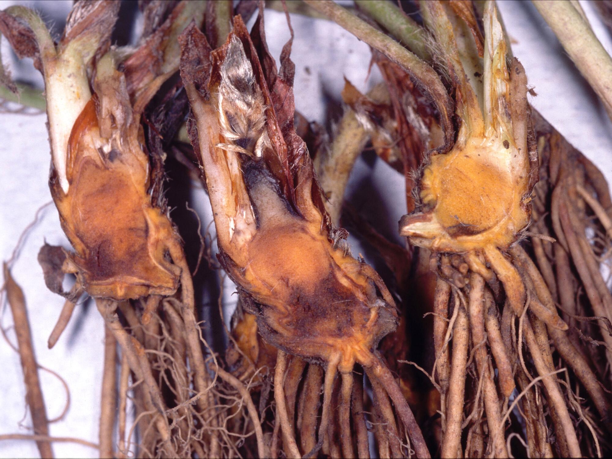 Laboratoire d'expertise et de diagnostic en phytoprotection - MAPAQ
