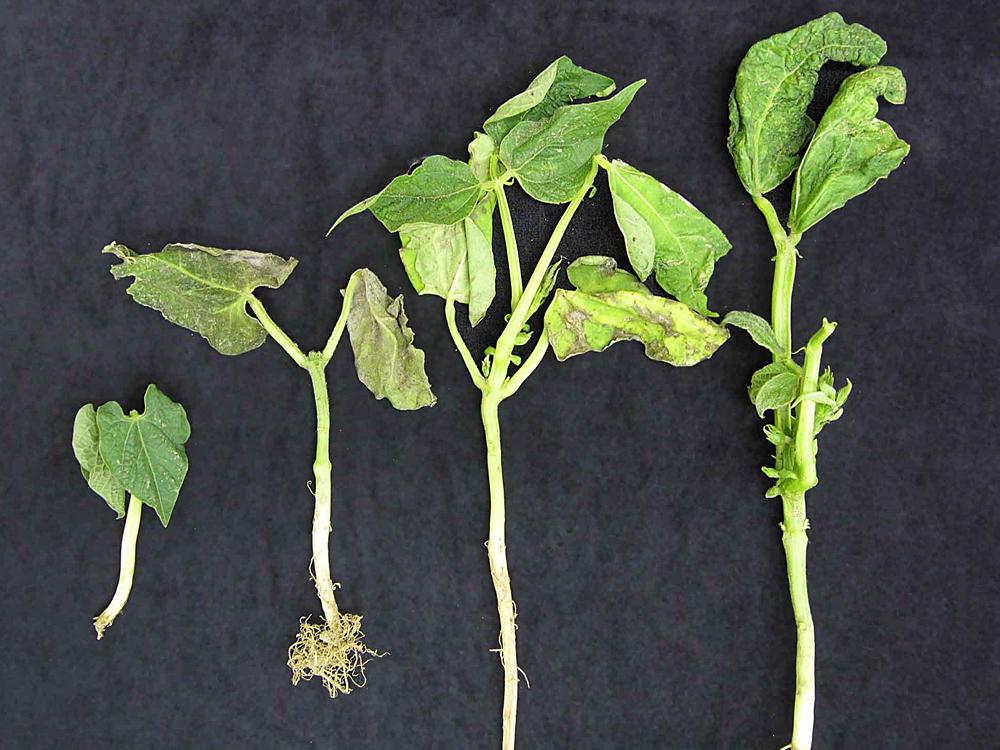 IRIIS phytoprotection Fiche technique, Puceron du soya Haricots vert et jaune