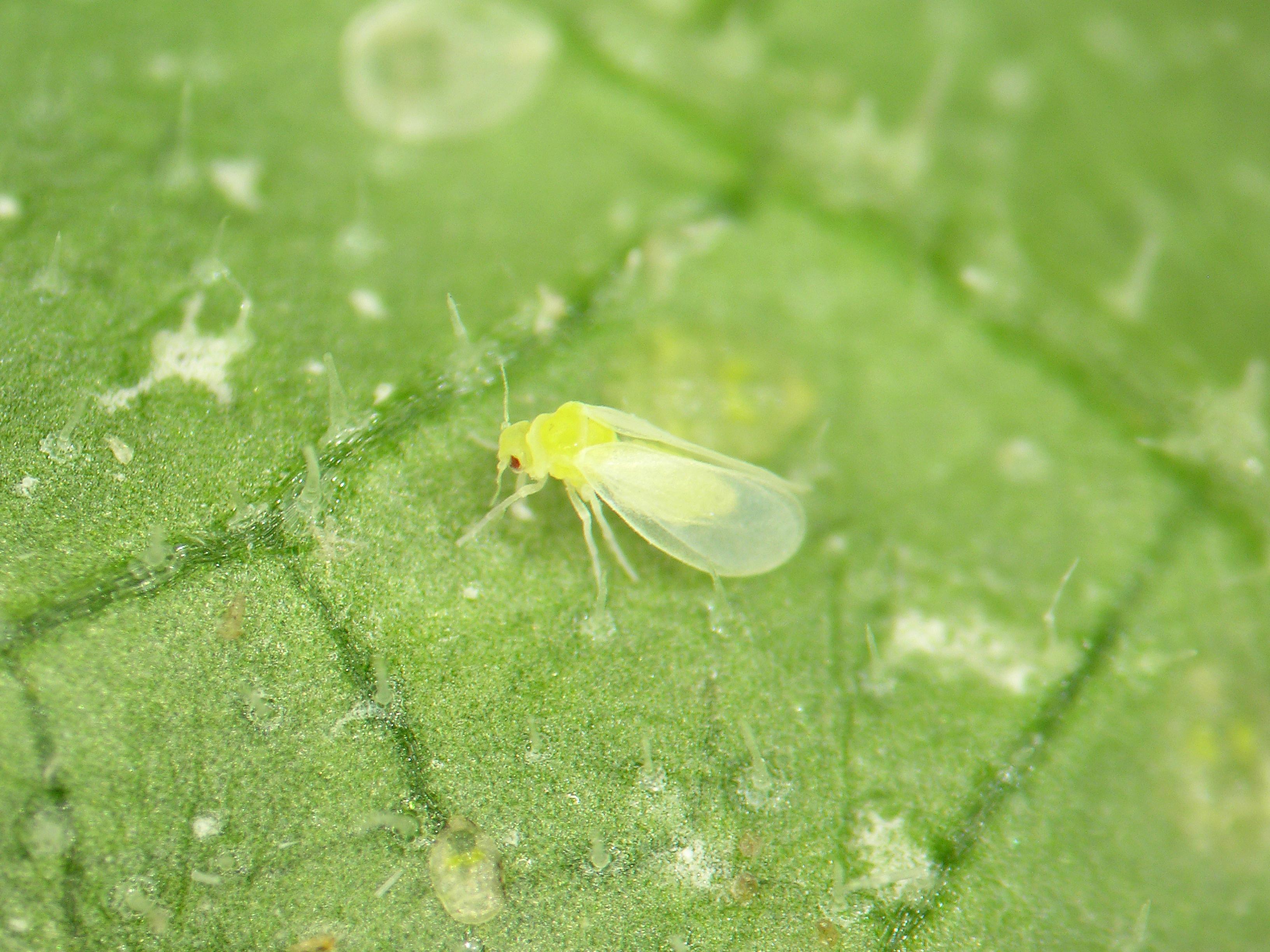 Laboratoire d'expertise et de diagnostic en phytoprotection - MAPAQ
