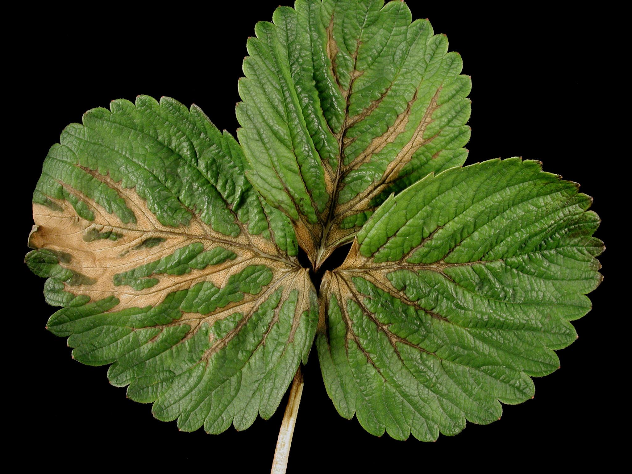 Laboratoire d'expertise et de diagnostic en phytoprotection - MAPAQ