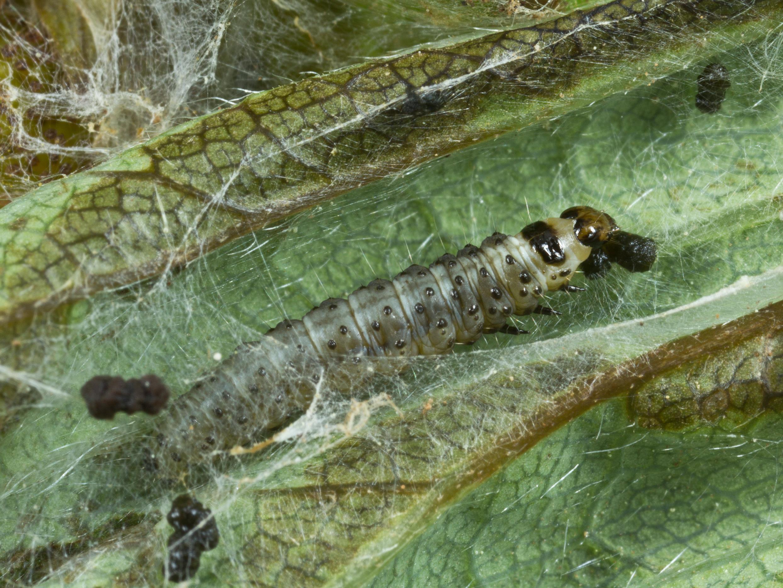 Laboratoire d'expertise et de diagnostic en phytoprotection - MAPAQ