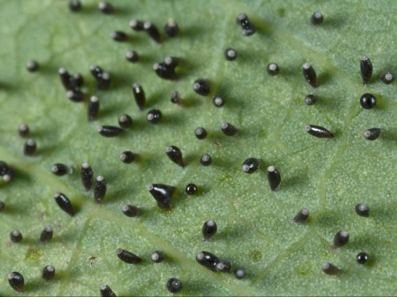 Laboratoire d'expertise et de diagnostic en phytoprotection - MAPAQ