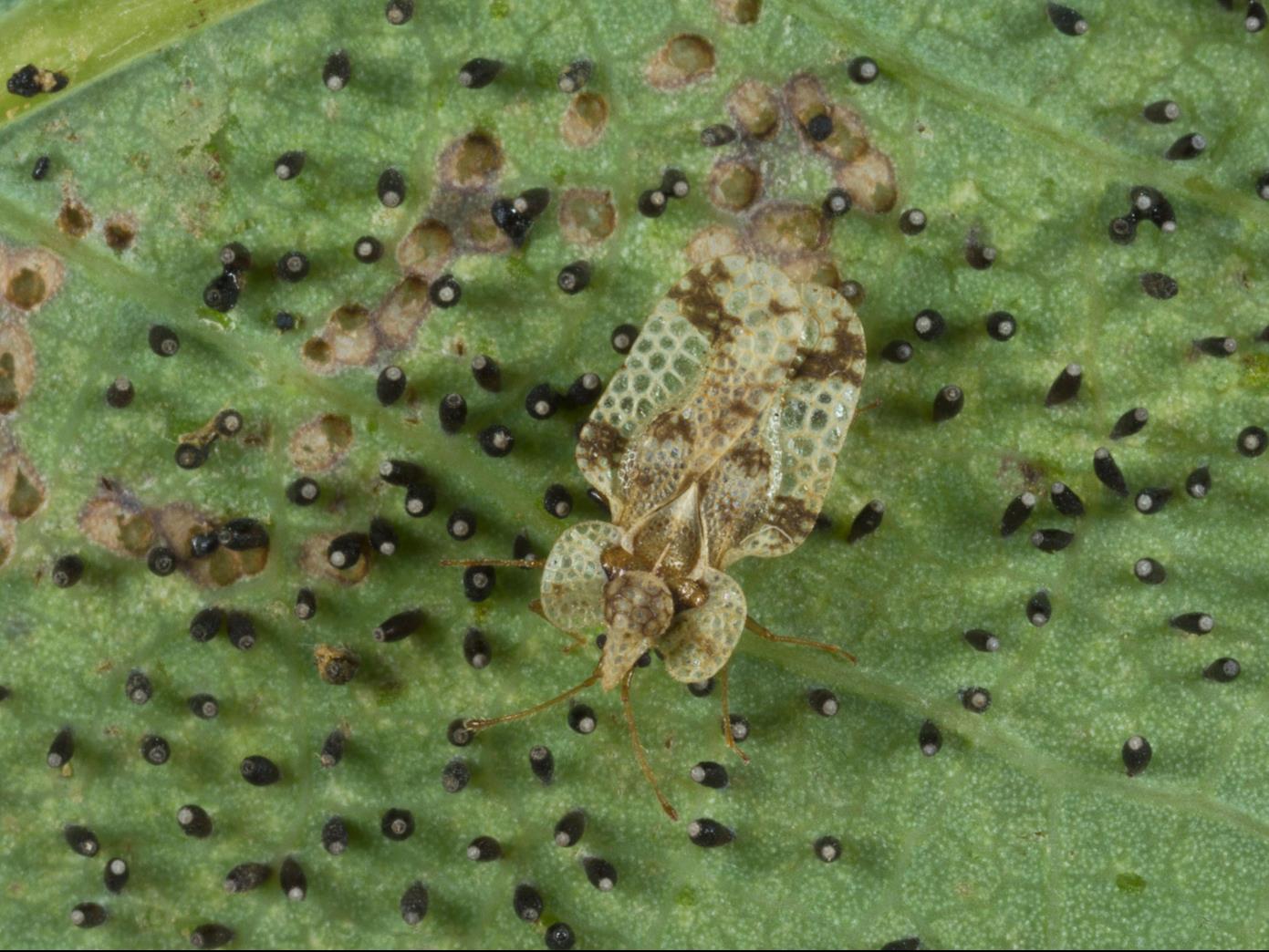 Laboratoire d'expertise et de diagnostic en phytoprotection - MAPAQ