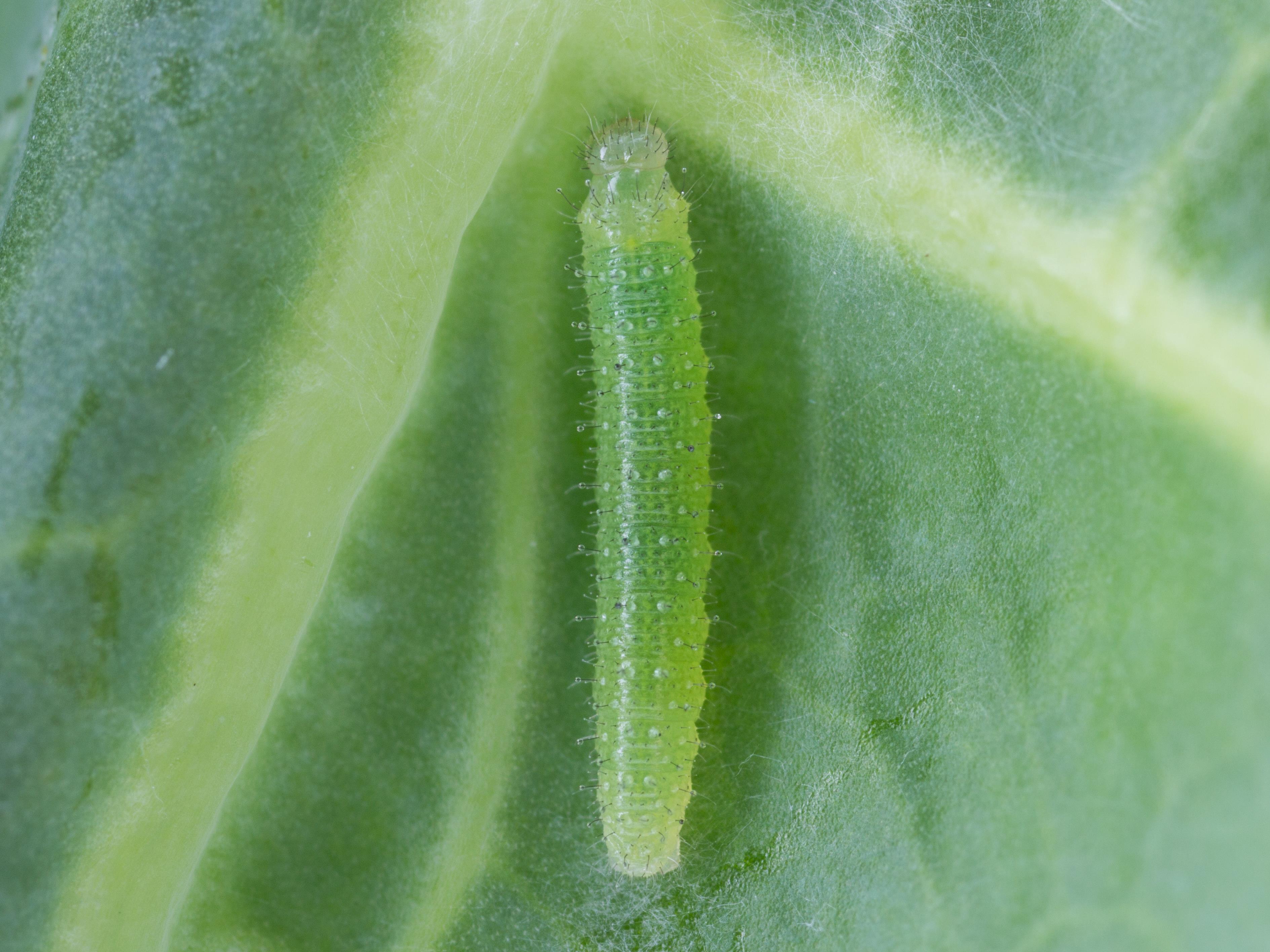 Laboratoire d'expertise et de diagnostic en phytoprotection - MAPAQ