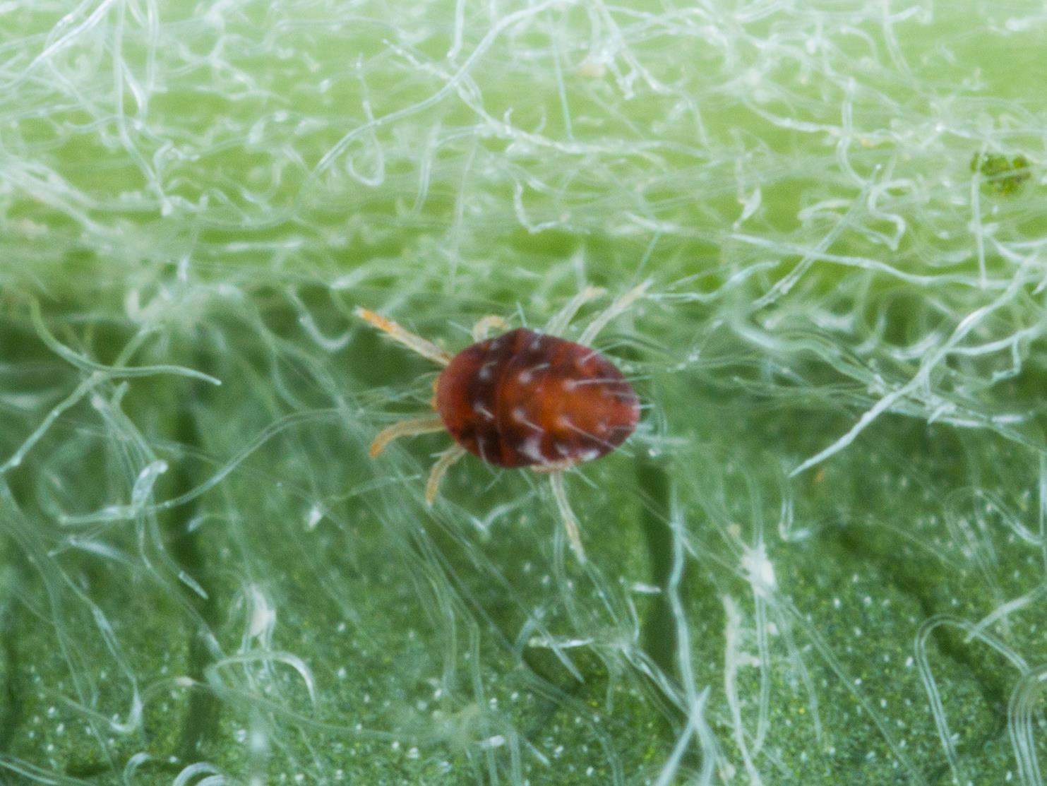Laboratoire d'expertise et de diagnostic en phytoprotection - MAPAQ