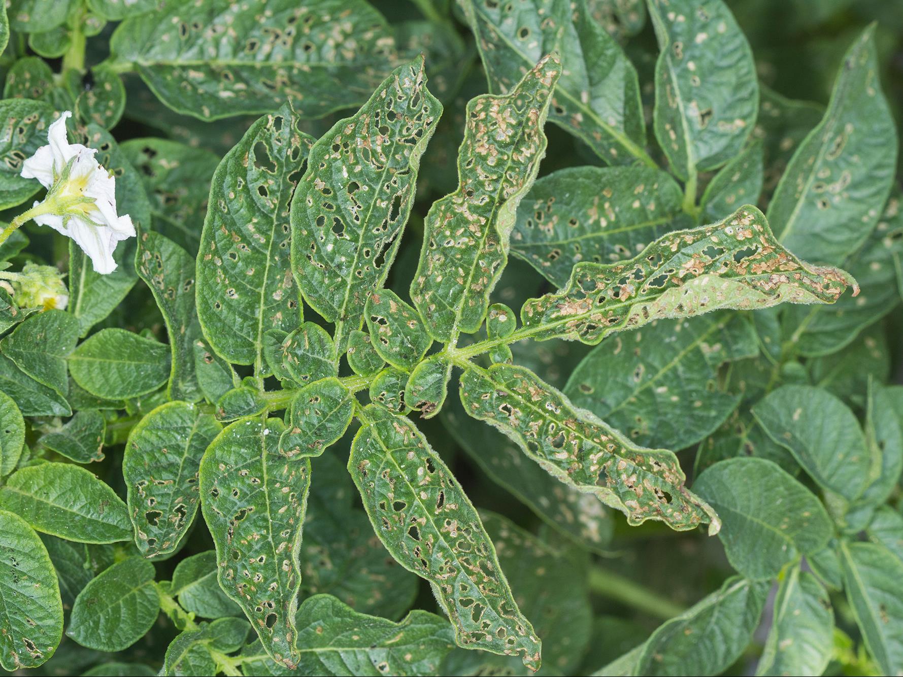 Laboratoire d'expertise et de diagnostic en phytoprotection - MAPAQ