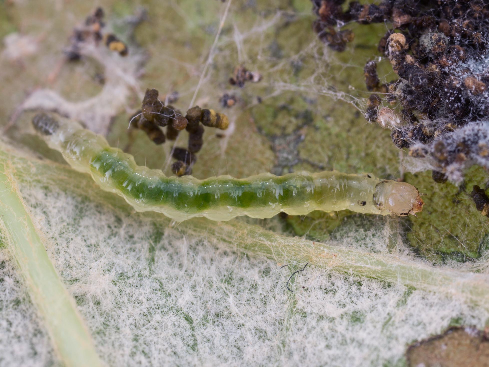 Laboratoire d'expertise et de diagnostic en phytoprotection - MAPAQ