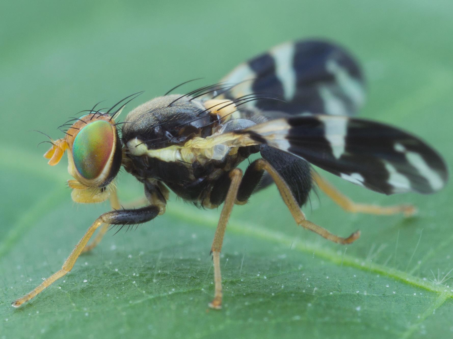 Laboratoire d'expertise et de diagnostic en phytoprotection - MAPAQ