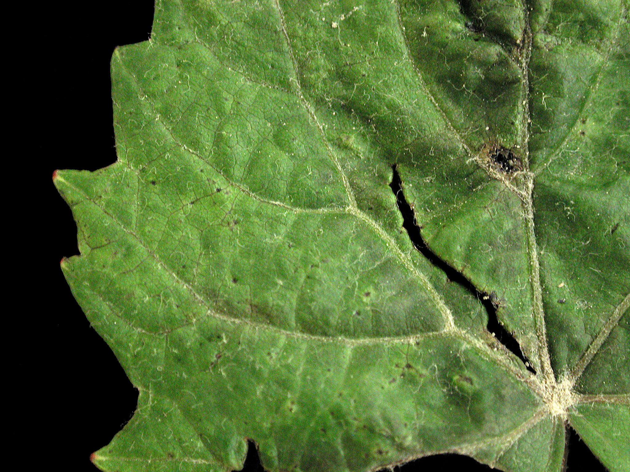 Laboratoire d'expertise et de diagnostic en phytoprotection - MAPAQ
