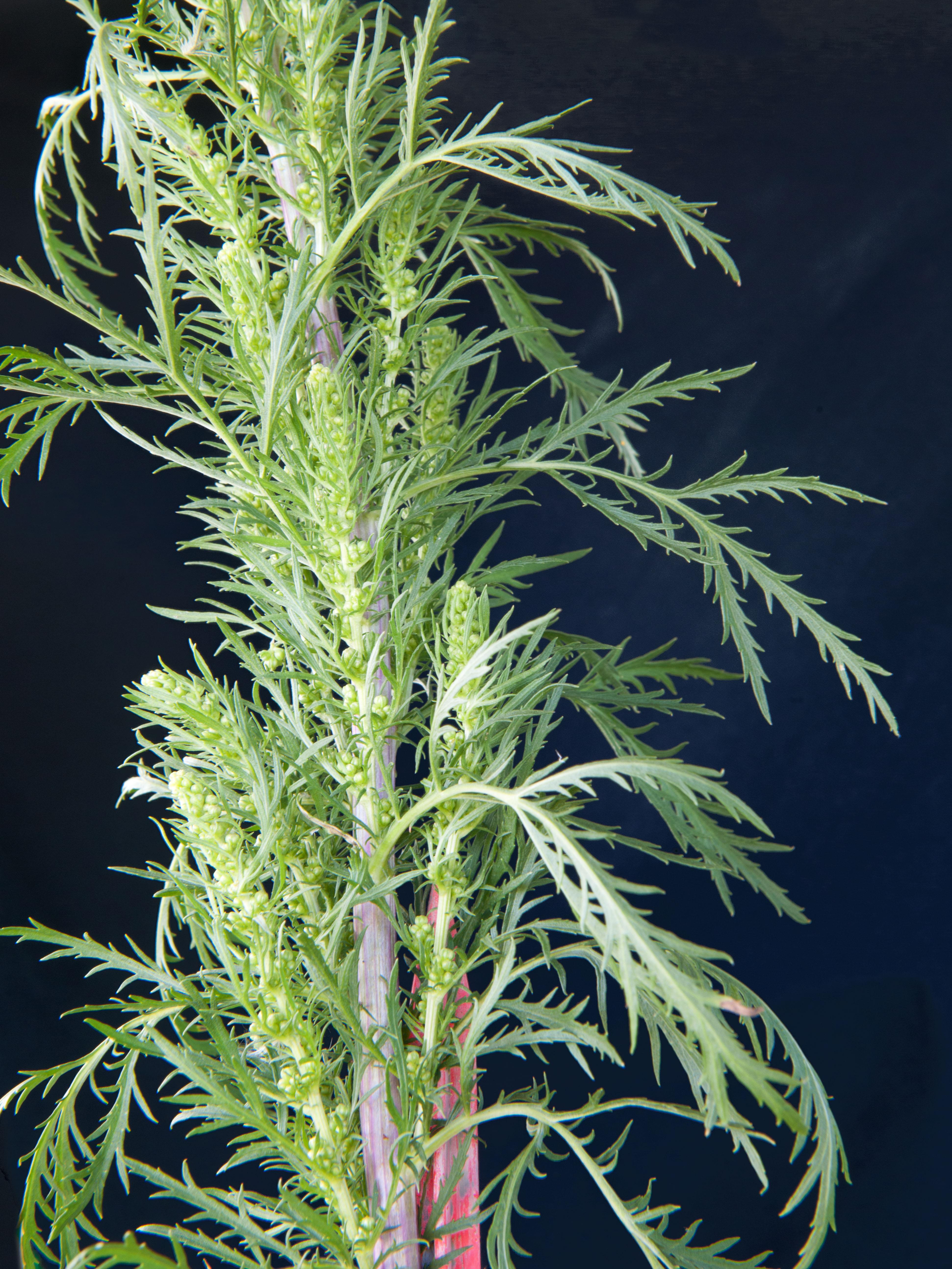 Laboratoire d'expertise et de diagnostic en phytoprotection - MAPAQ