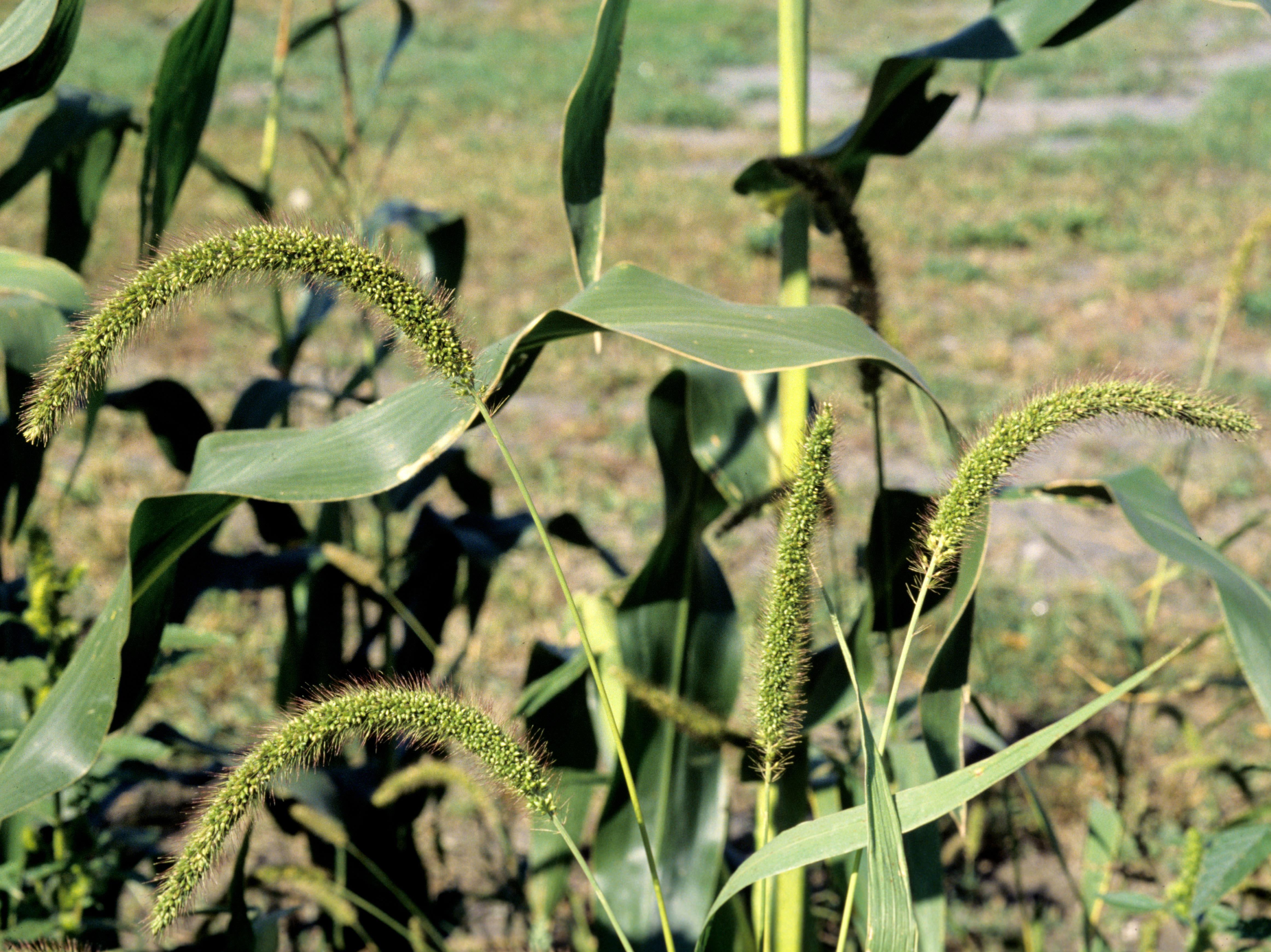 Laboratoire d'expertise et de diagnostic en phytoprotection - MAPAQ