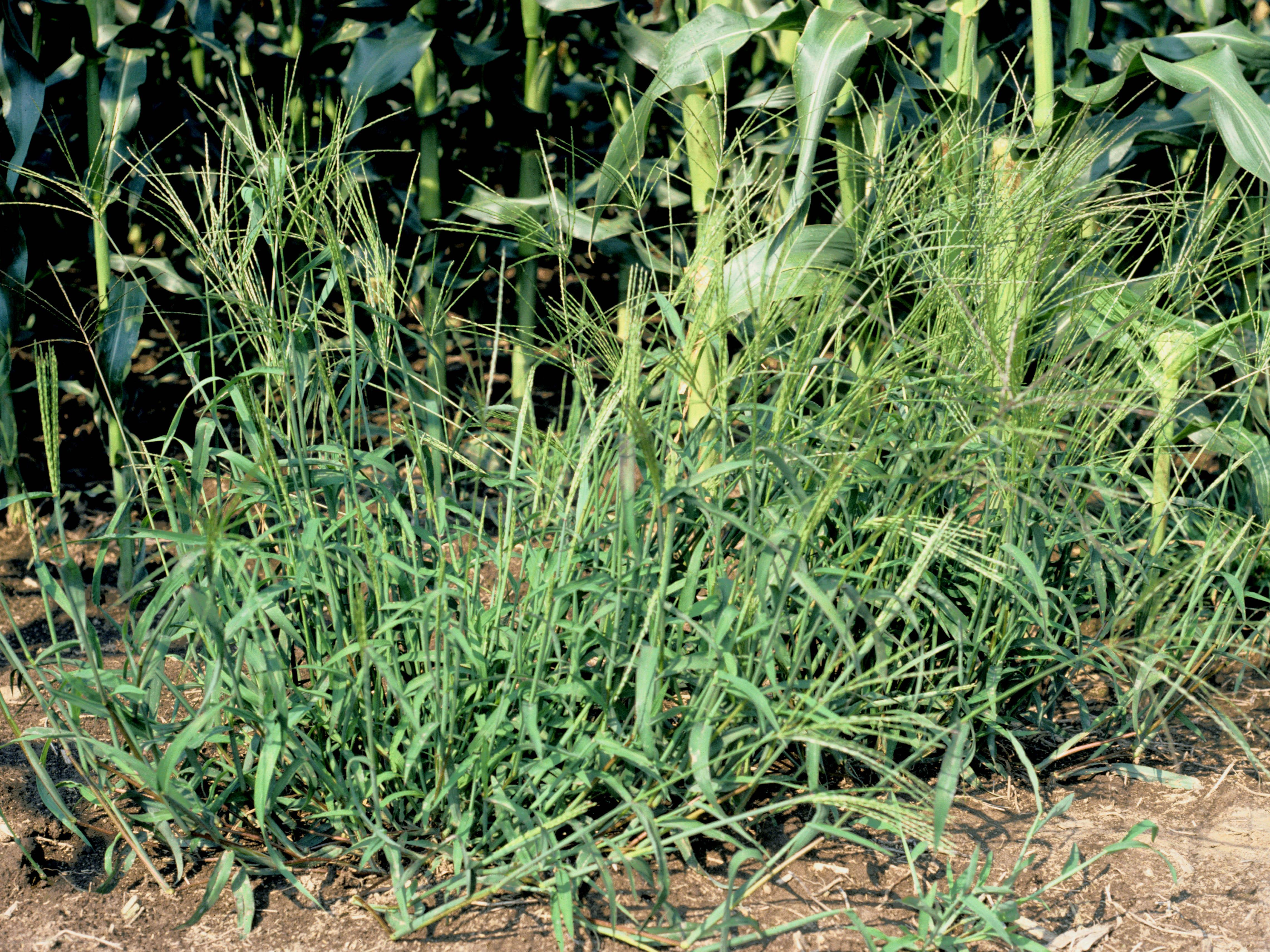 Laboratoire d'expertise et de diagnostic en phytoprotection - MAPAQ