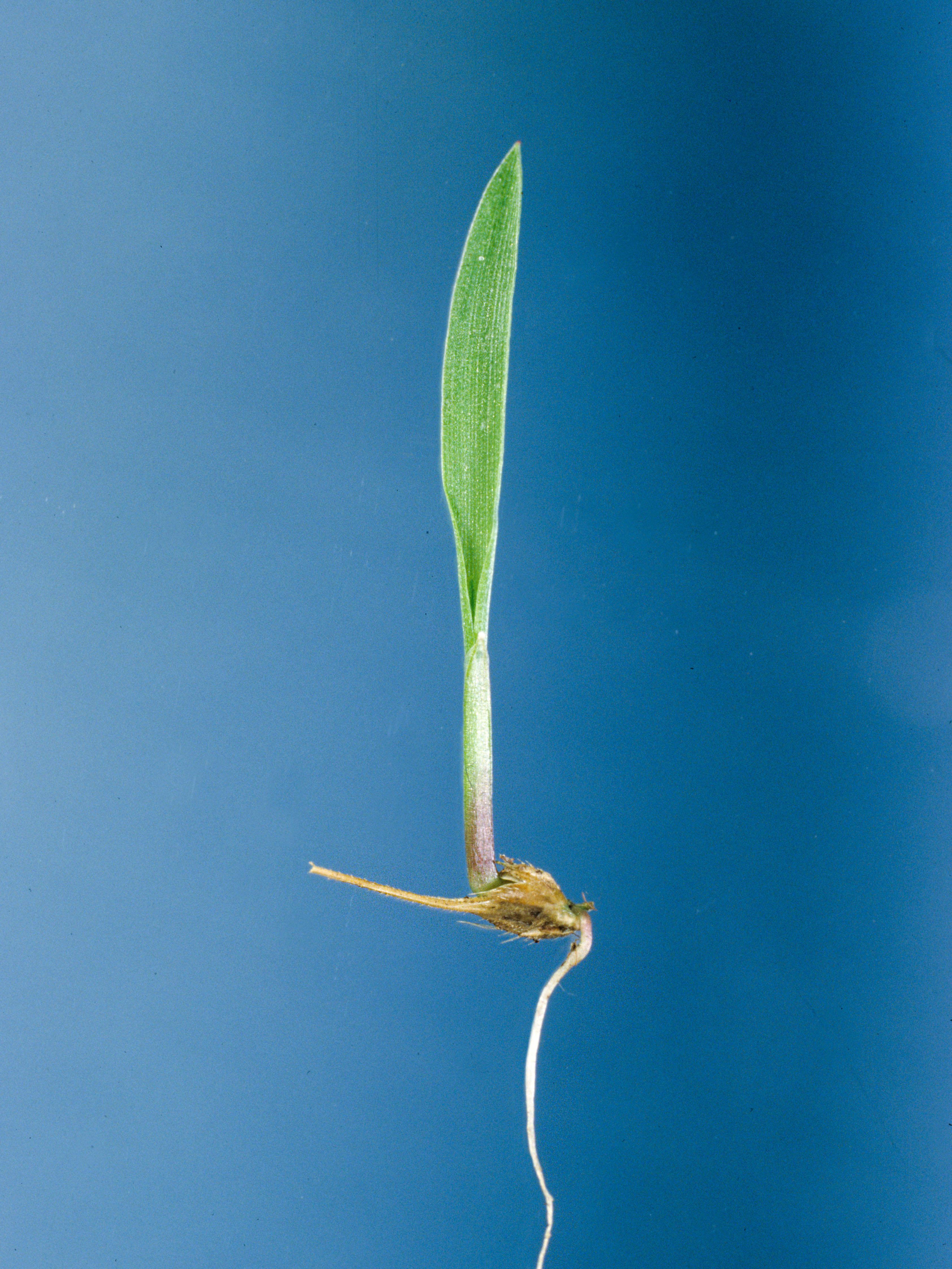 Laboratoire d'expertise et de diagnostic en phytoprotection - MAPAQ