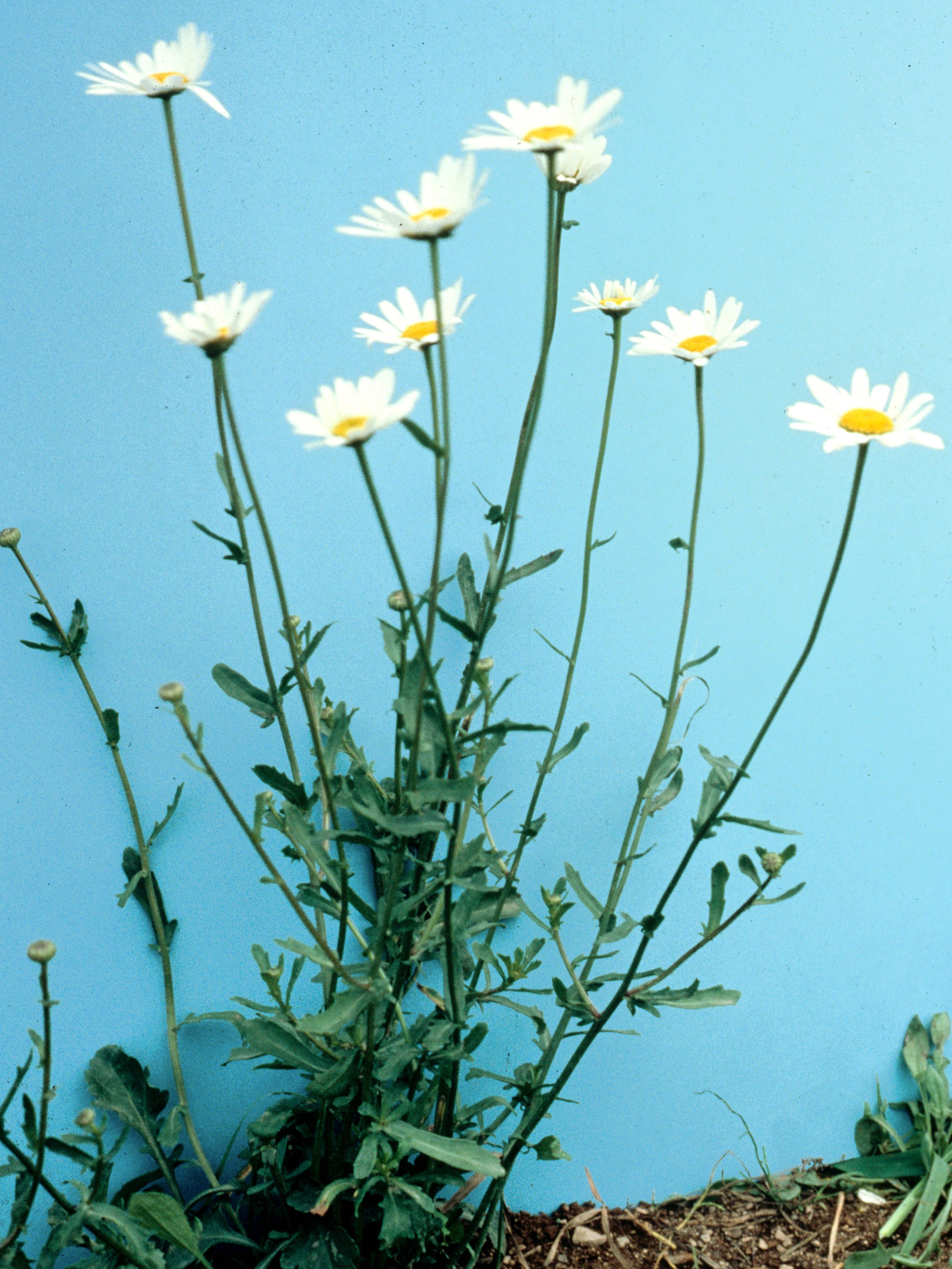 IRIIS phytoprotection - Fiche technique, Marguerite blanche - Oxeye daisy