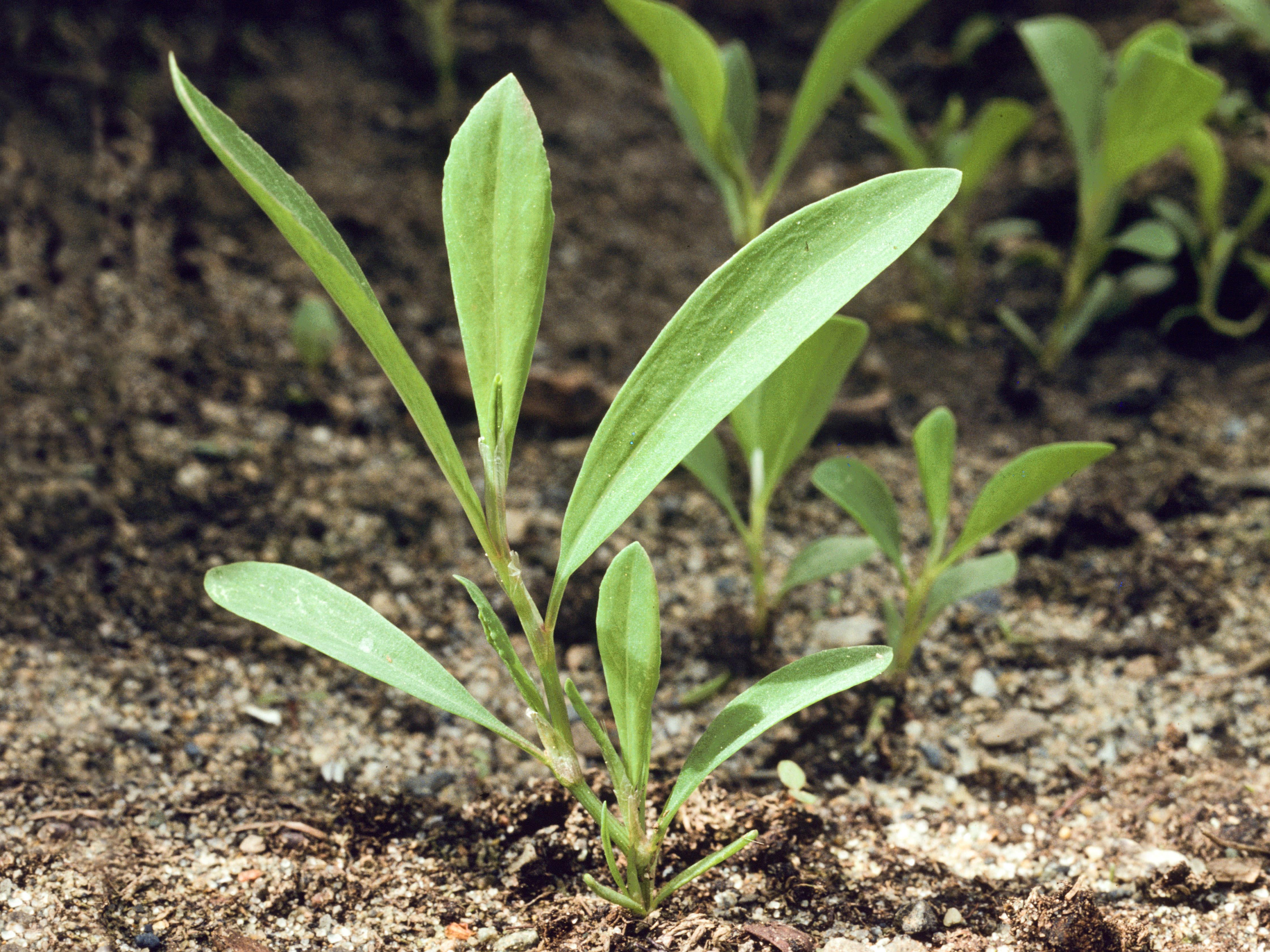 Laboratoire d'expertise et de diagnostic en phytoprotection - MAPAQ