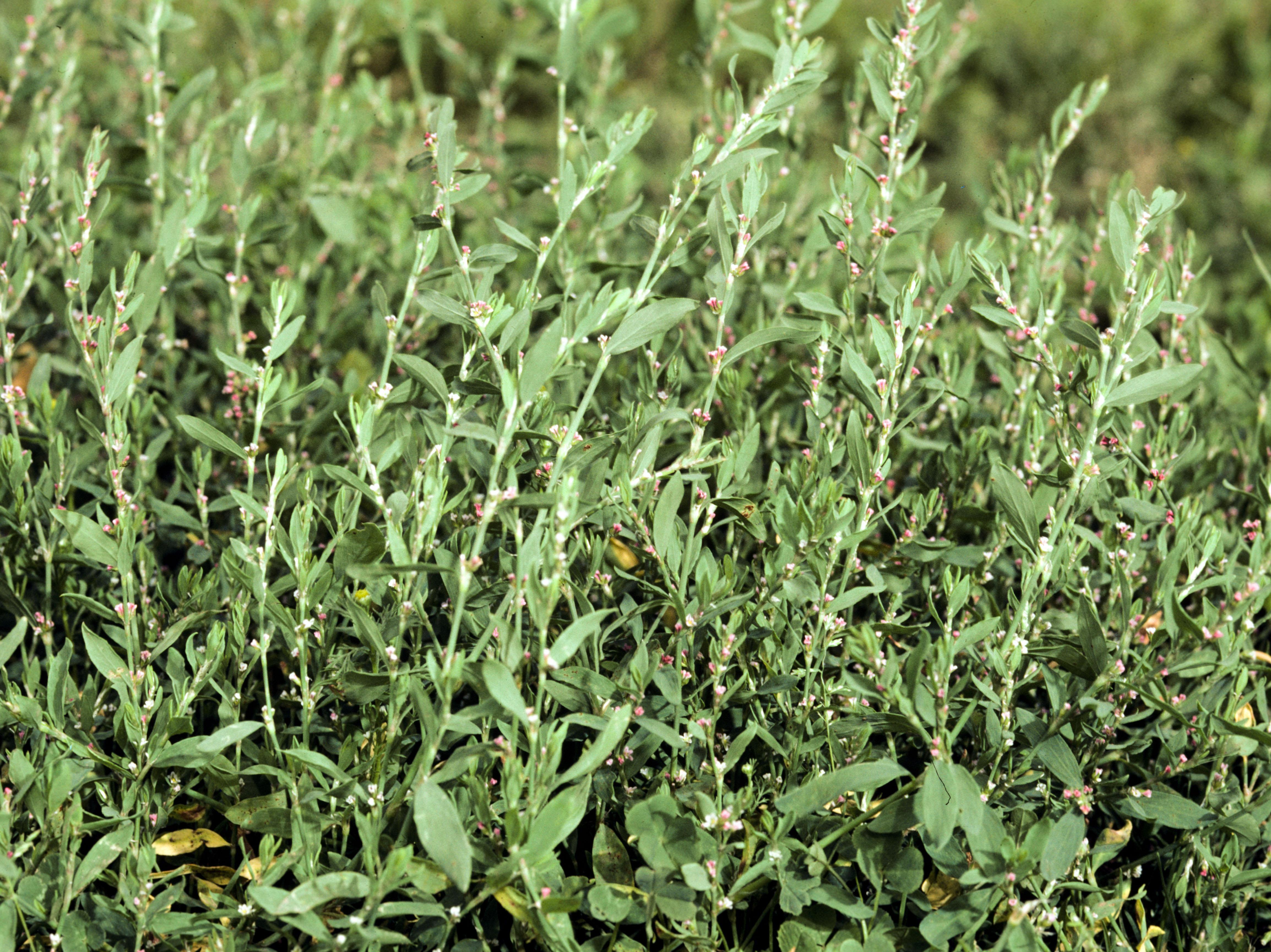 IRIIS phytoprotection - Fiche technique, Renouée des oiseaux - Prostrate  knotweed