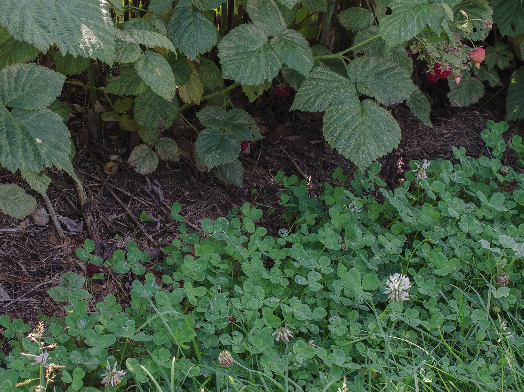 Laboratoire d'expertise et de diagnostic en phytoprotection - MAPAQ