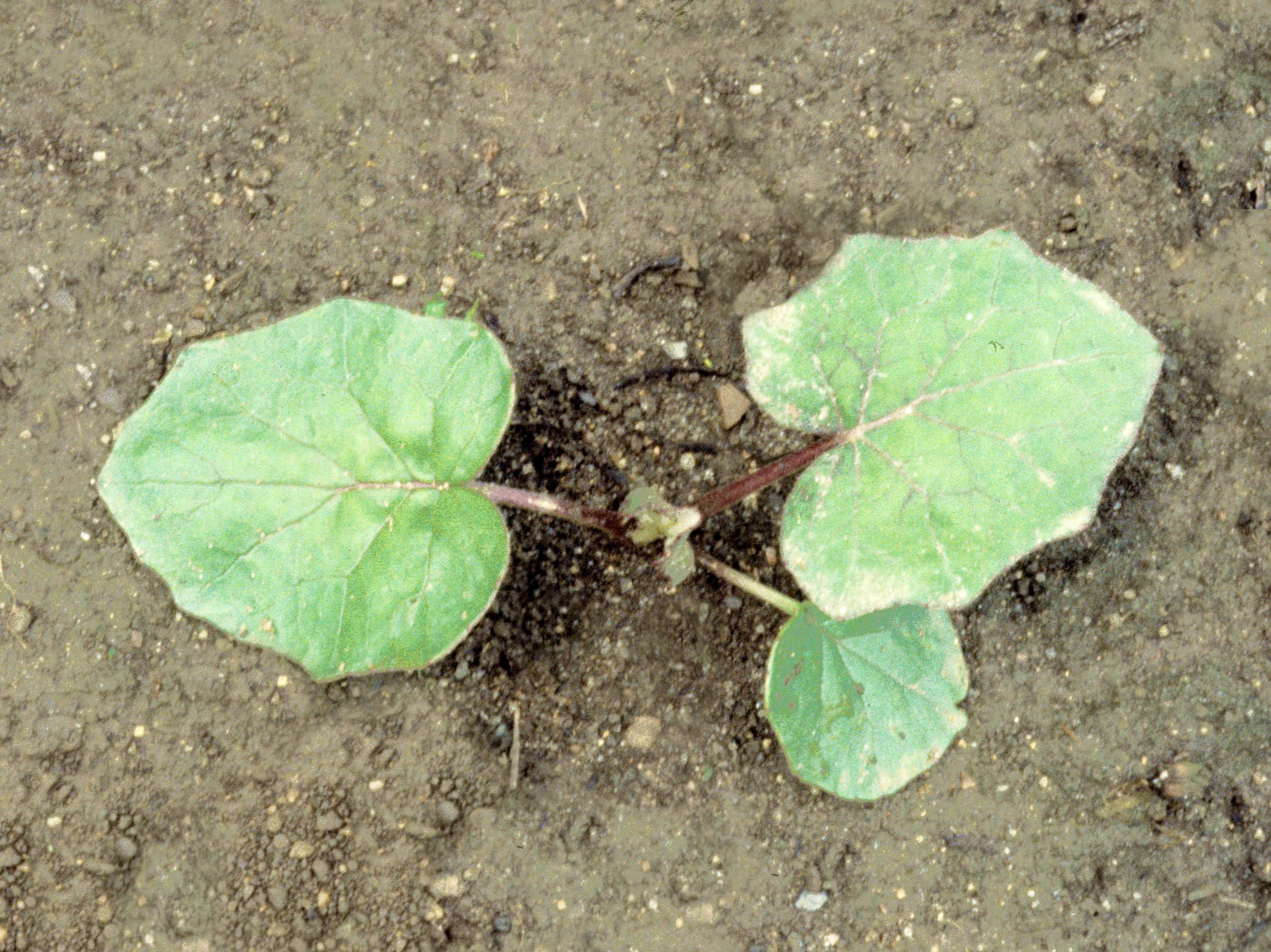Laboratoire d'expertise et de diagnostic en phytoprotection - MAPAQ