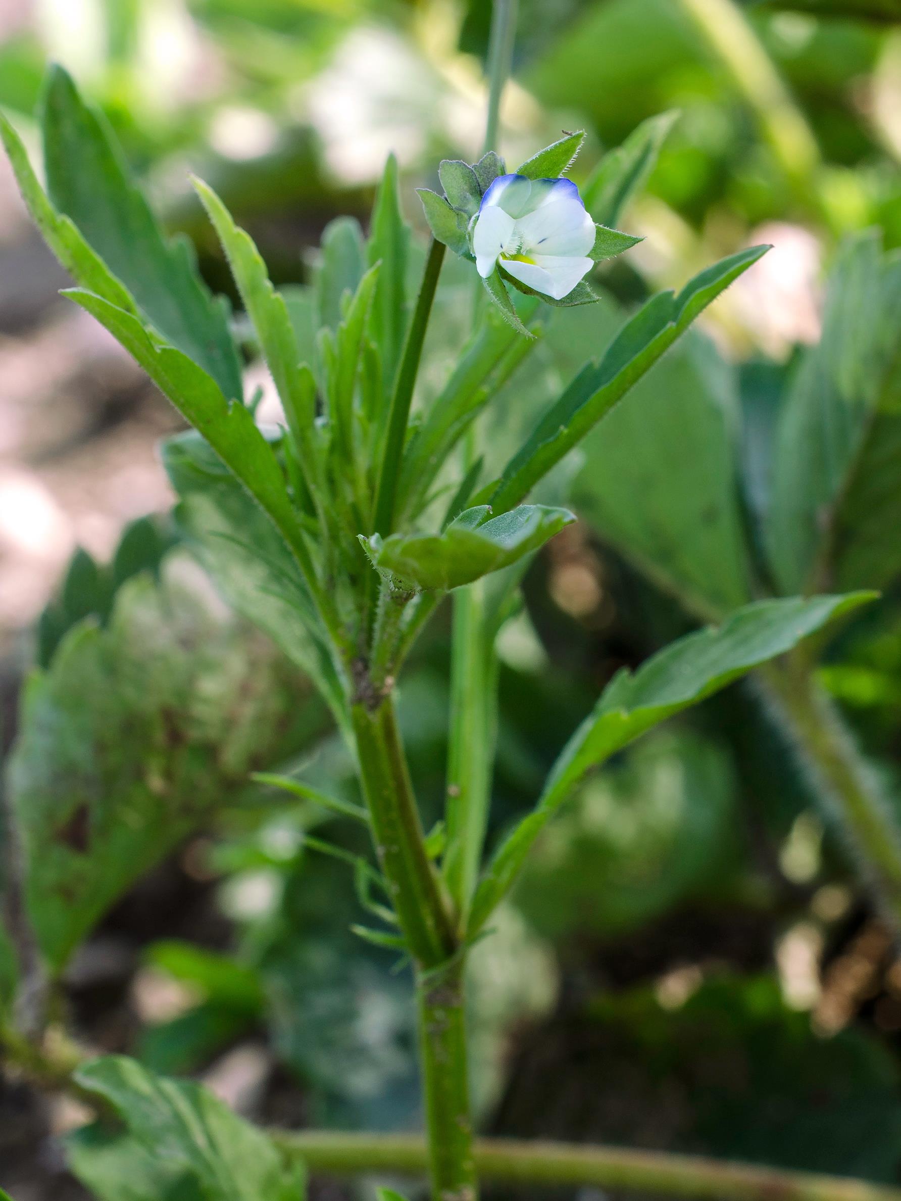 IRIIS phytoprotection - Fiche technique, Violette des champs - European  field pansy (syn. Field violet)