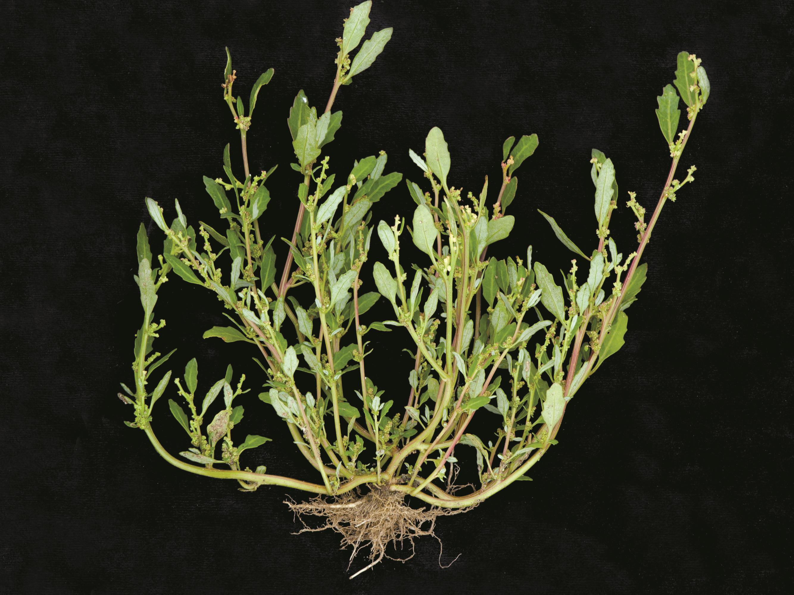 Laboratoire d'expertise et de diagnostic en phytoprotection - MAPAQ