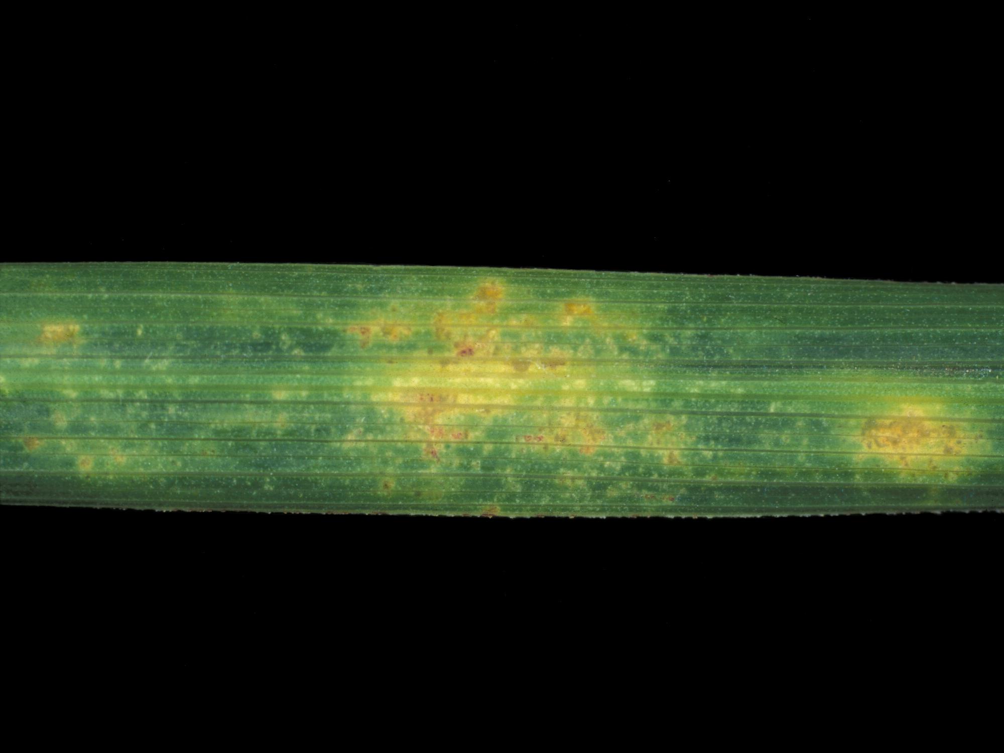 Laboratoire d'expertise et de diagnostic en phytoprotection - MAPAQ
