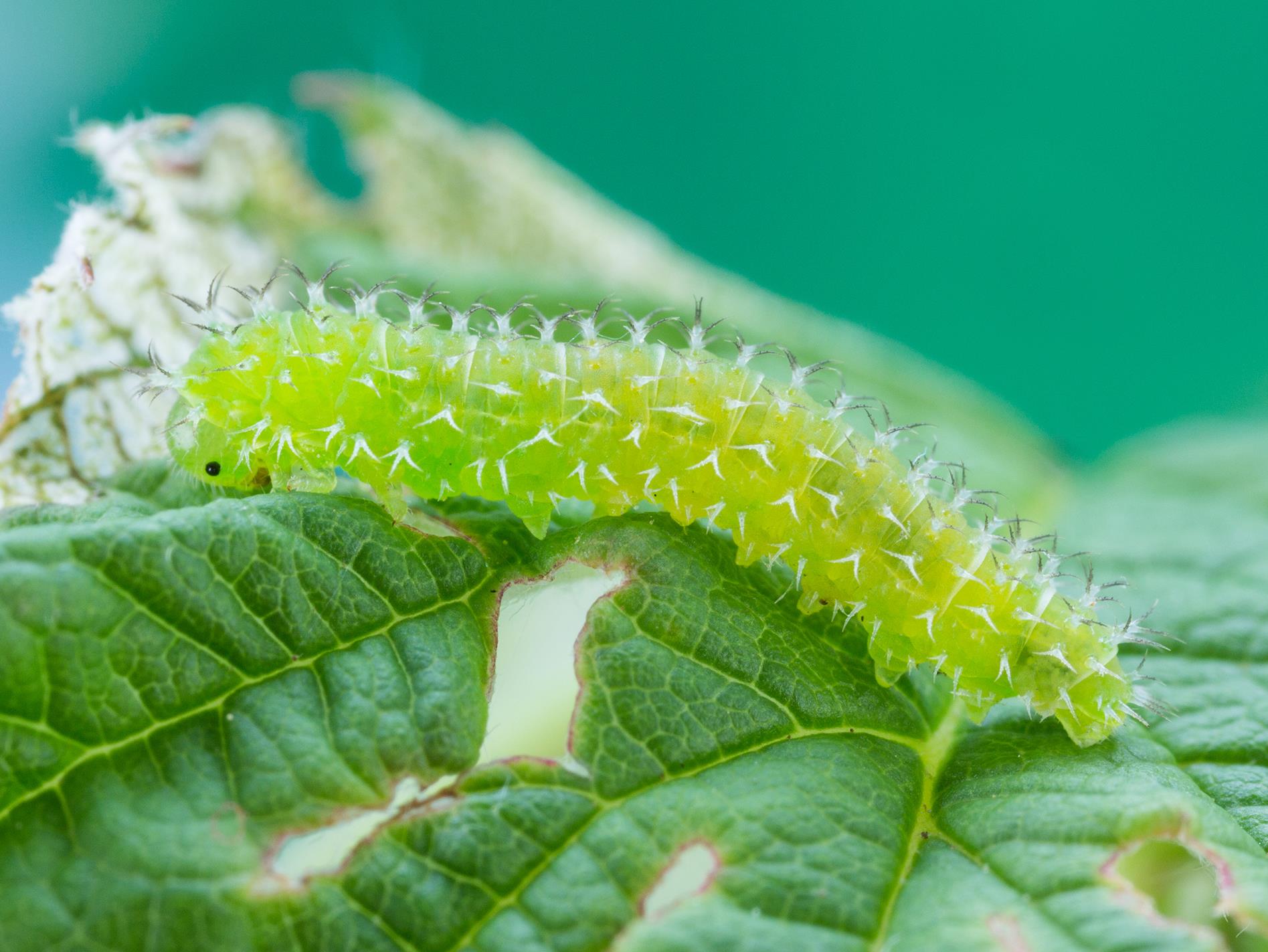 Laboratoire d'expertise et de diagnostic en phytoprotection - MAPAQ