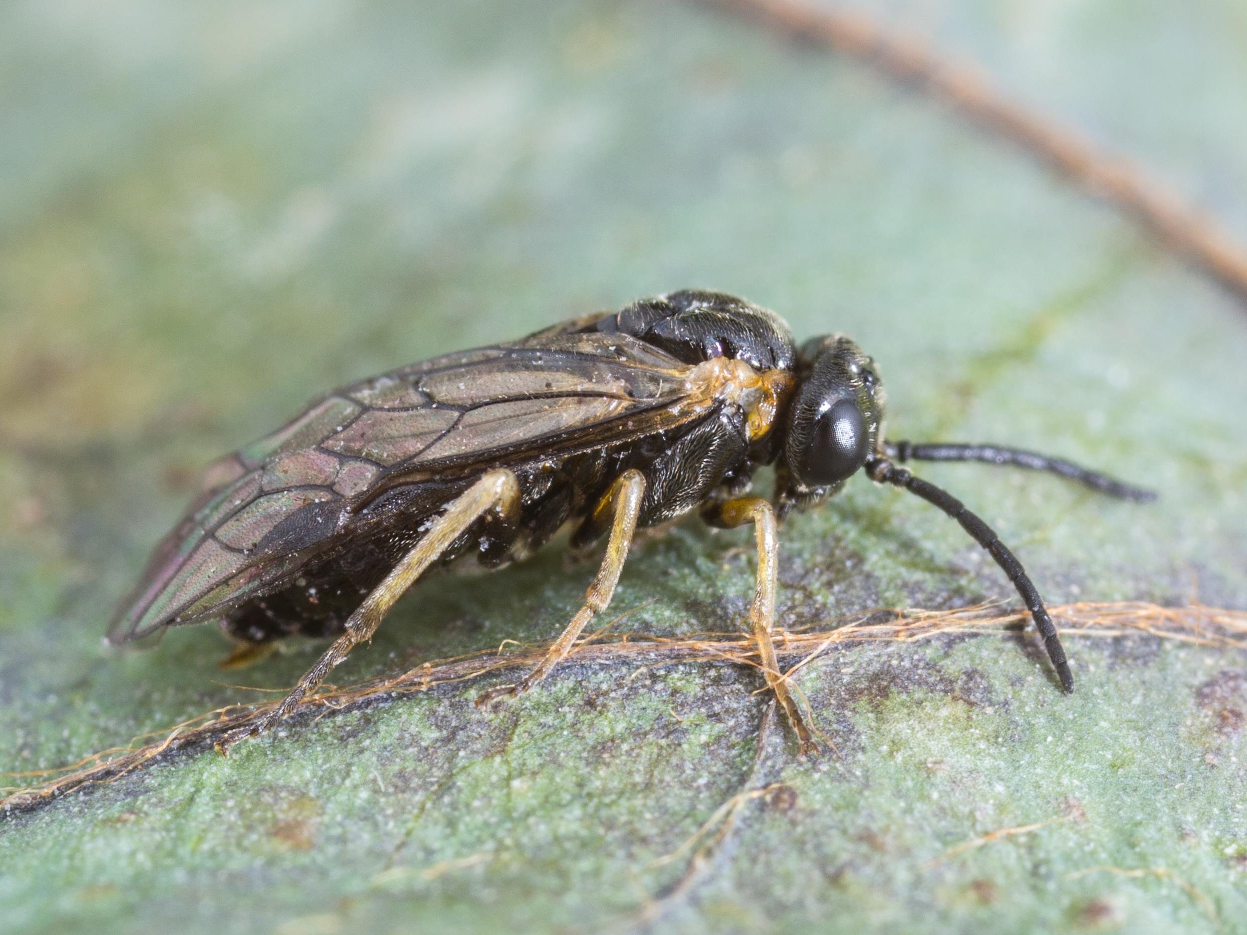 Laboratoire d'expertise et de diagnostic en phytoprotection - MAPAQ