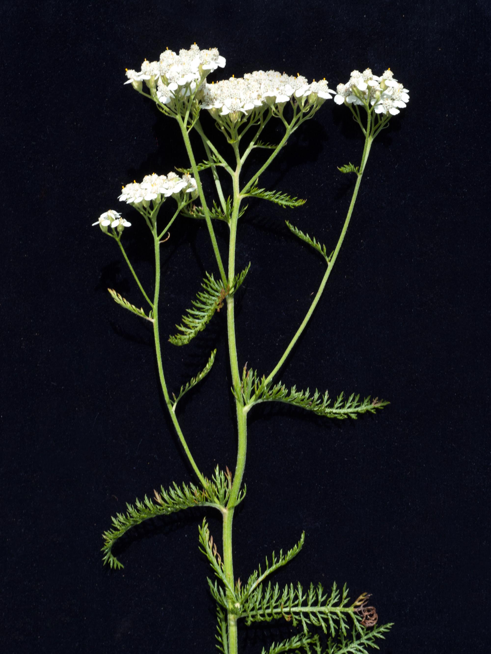 IRIIS phytoprotection - Fiche technique, Achillée millefeuille (syn. Achillée  mille-feuille) - Common yarrow (syn. Yarrow)