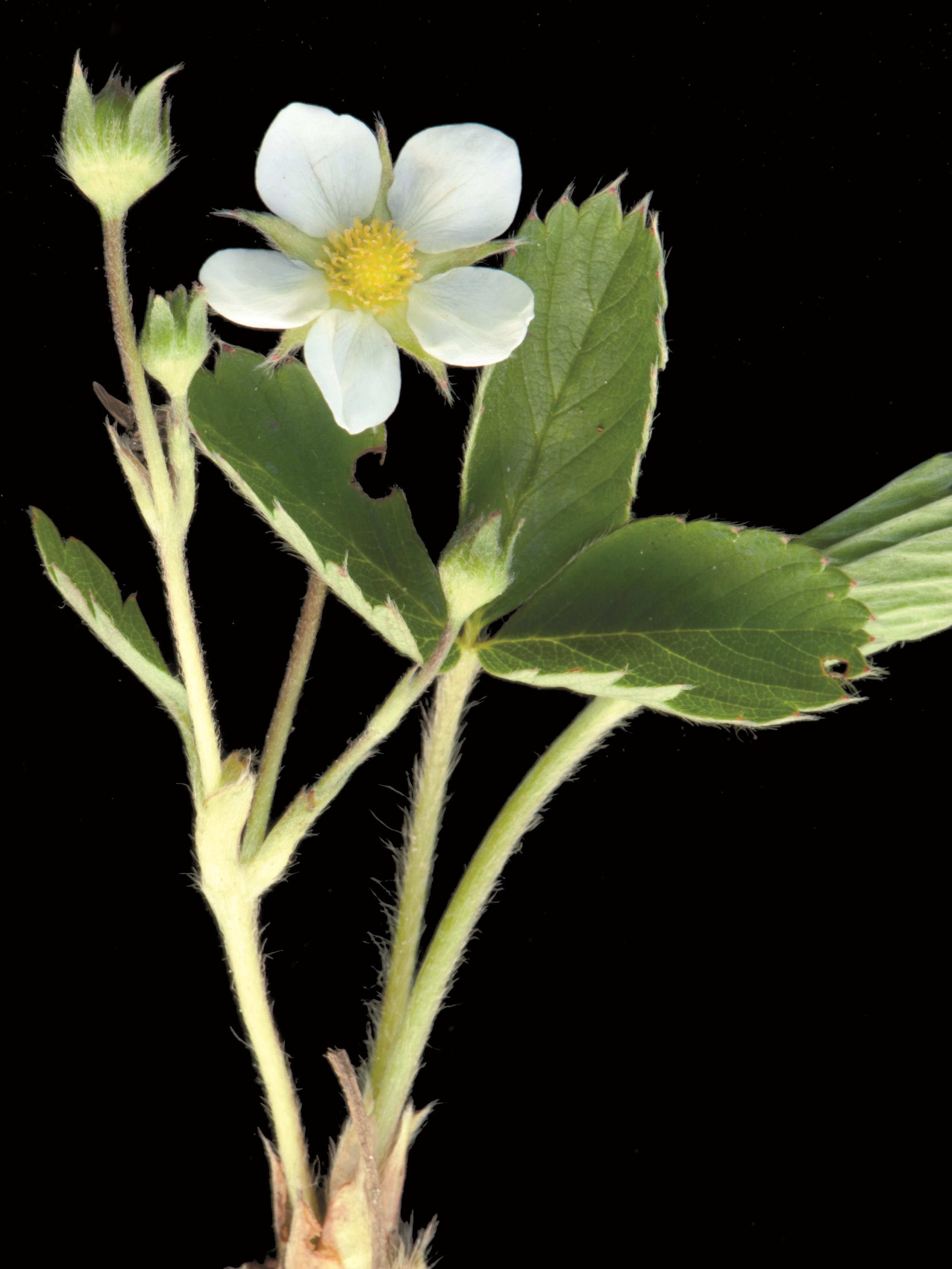 Laboratoire d'expertise et de diagnostic en phytoprotection - MAPAQ
