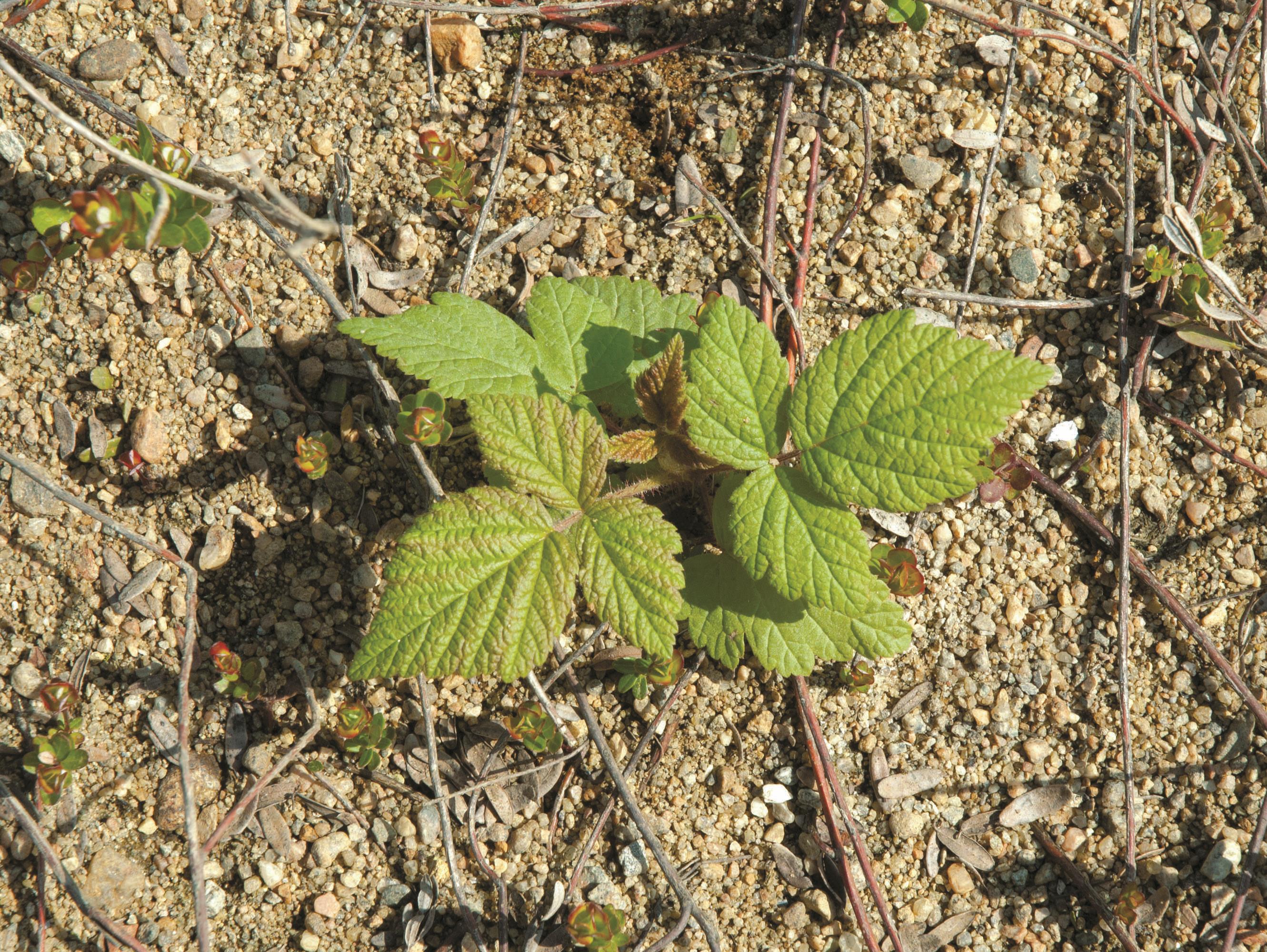 Laboratoire d'expertise et de diagnostic en phytoprotection - MAPAQ