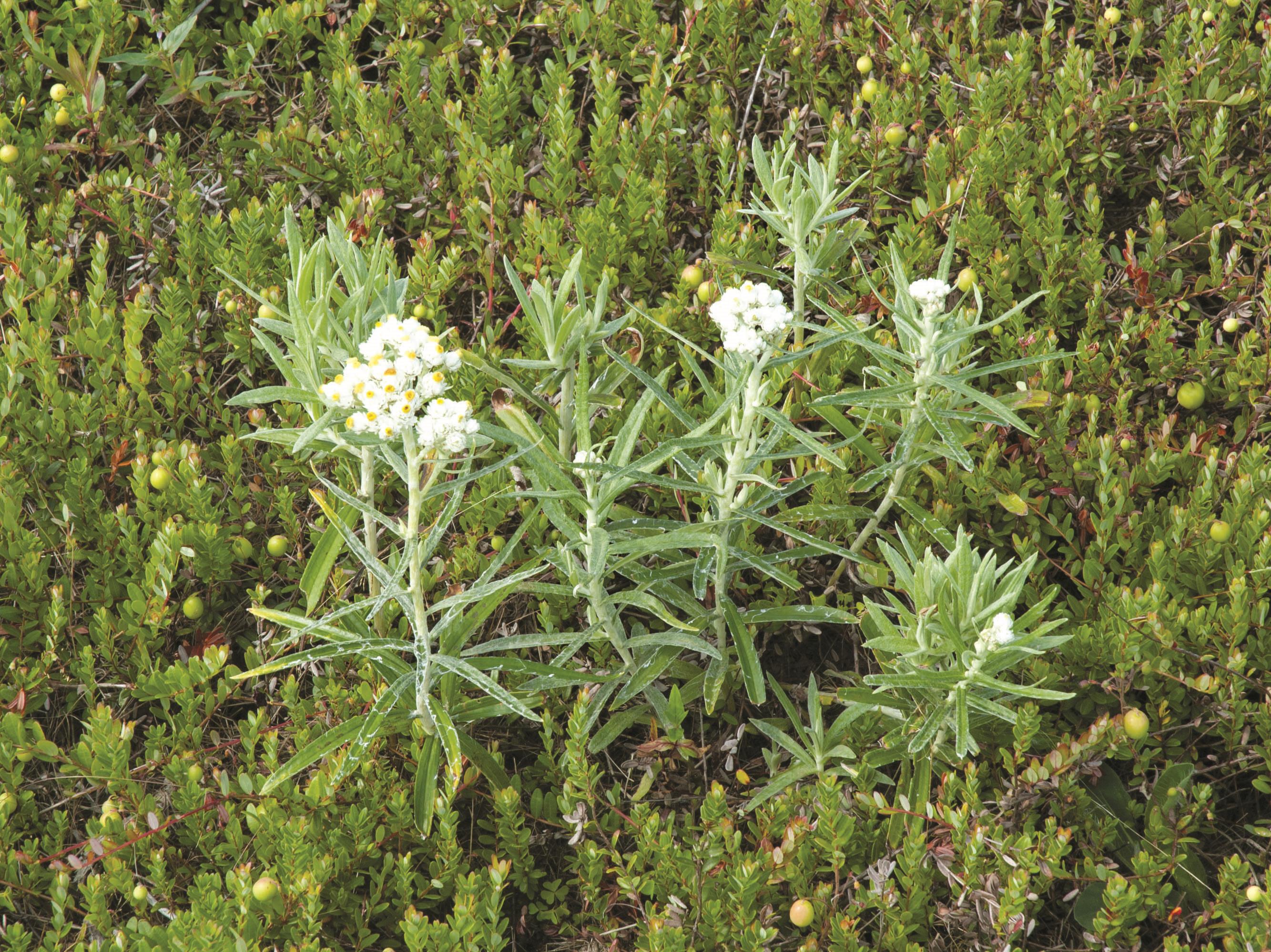 Laboratoire d'expertise et de diagnostic en phytoprotection - MAPAQ