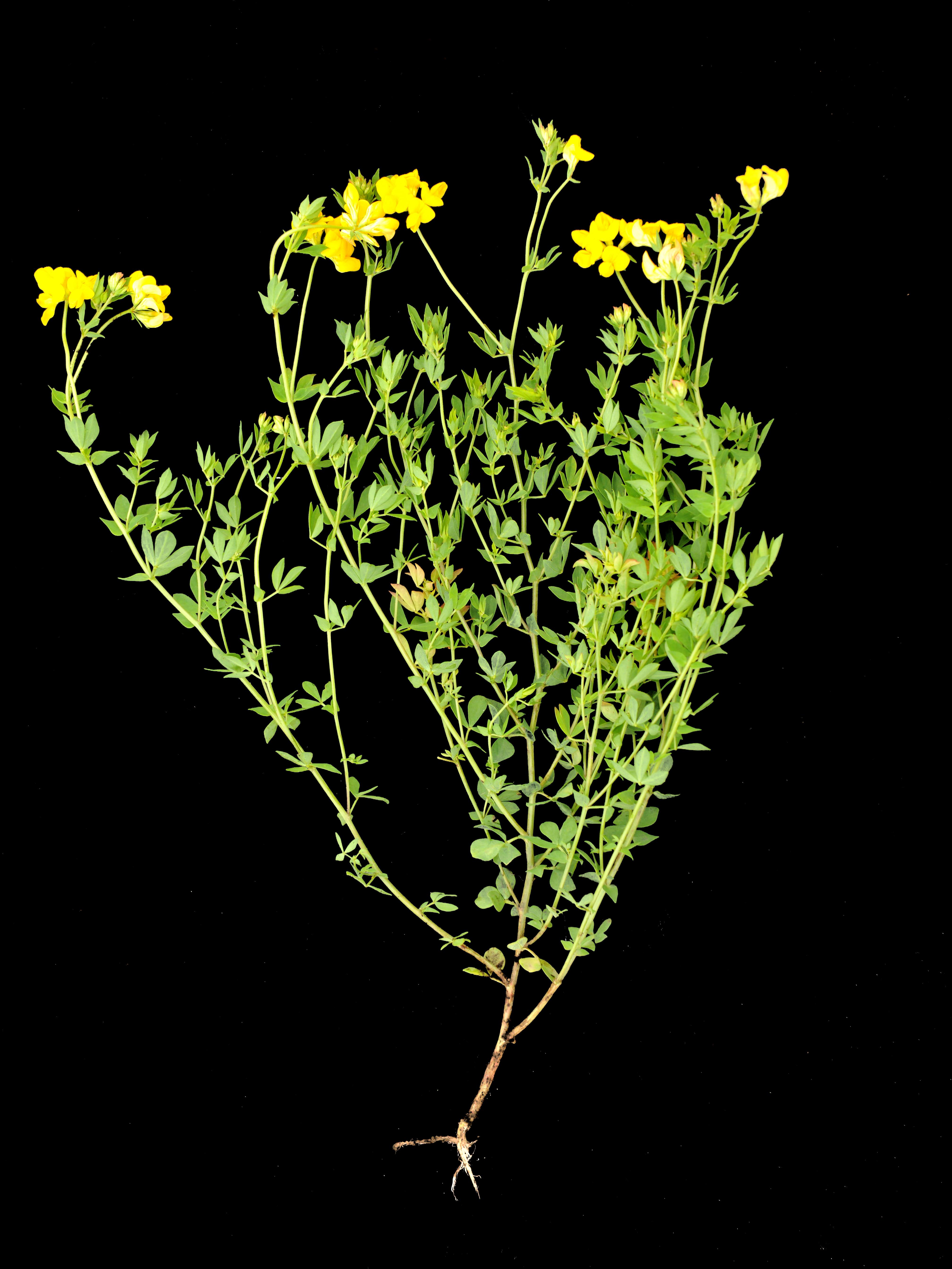Laboratoire d'expertise et de diagnostic en phytoprotection - MAPAQ