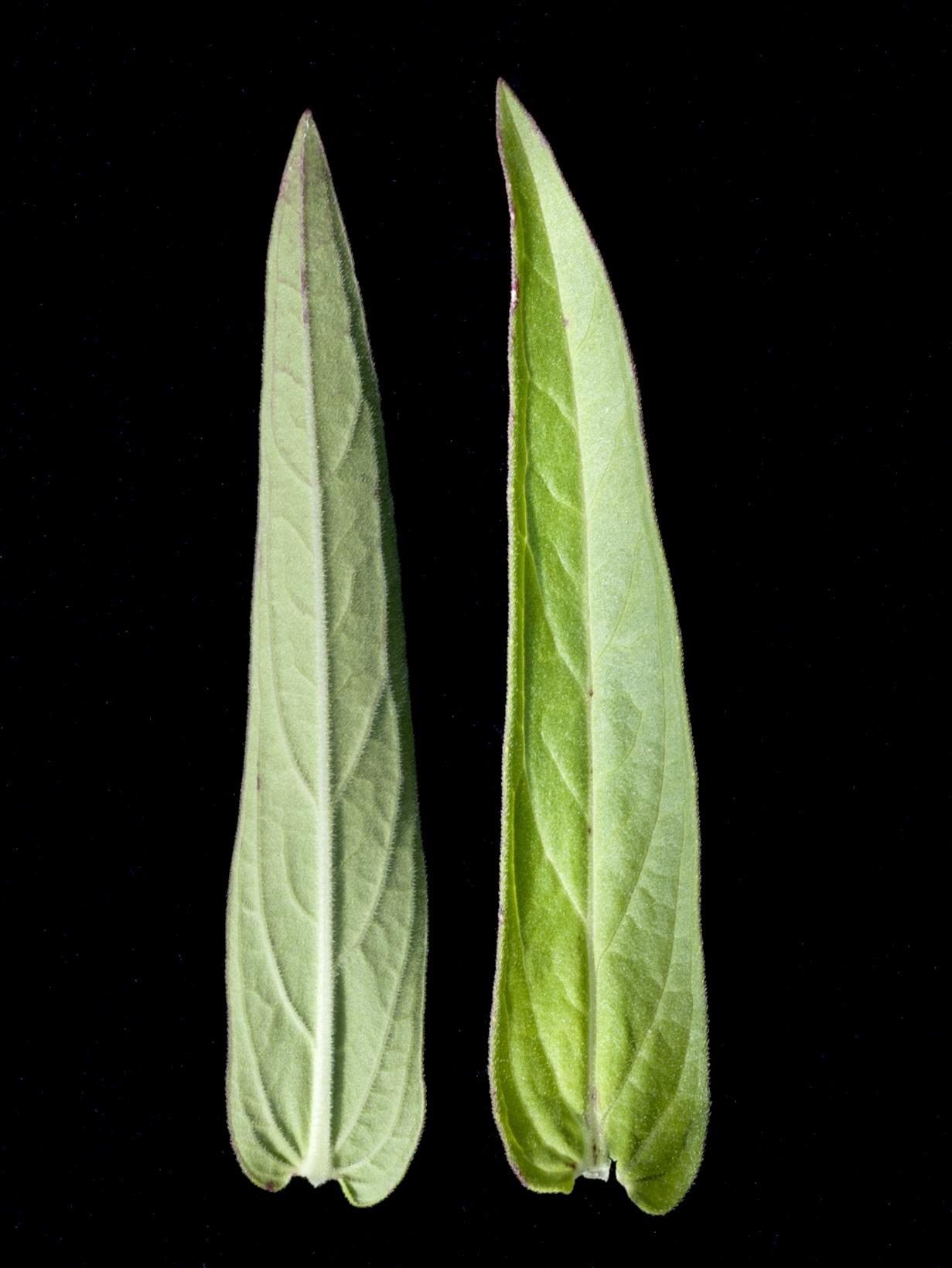 Laboratoire d'expertise et de diagnostic en phytoprotection - MAPAQ