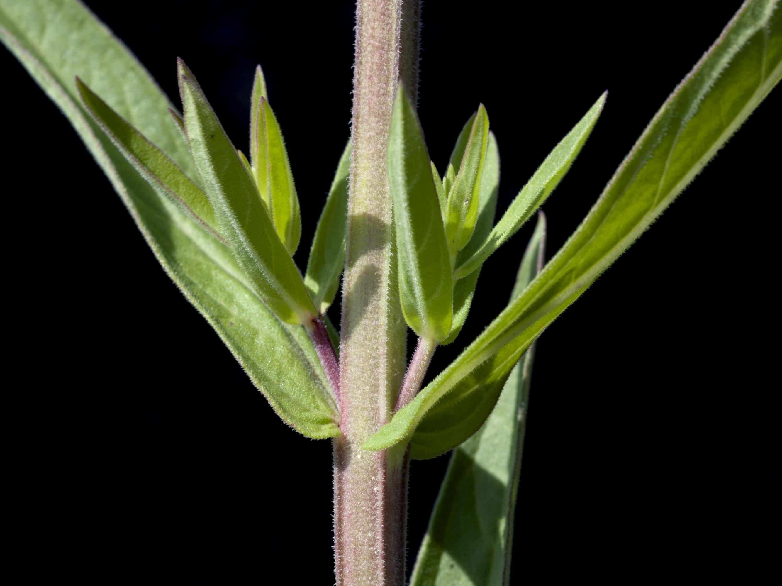 Laboratoire d'expertise et de diagnostic en phytoprotection - MAPAQ
