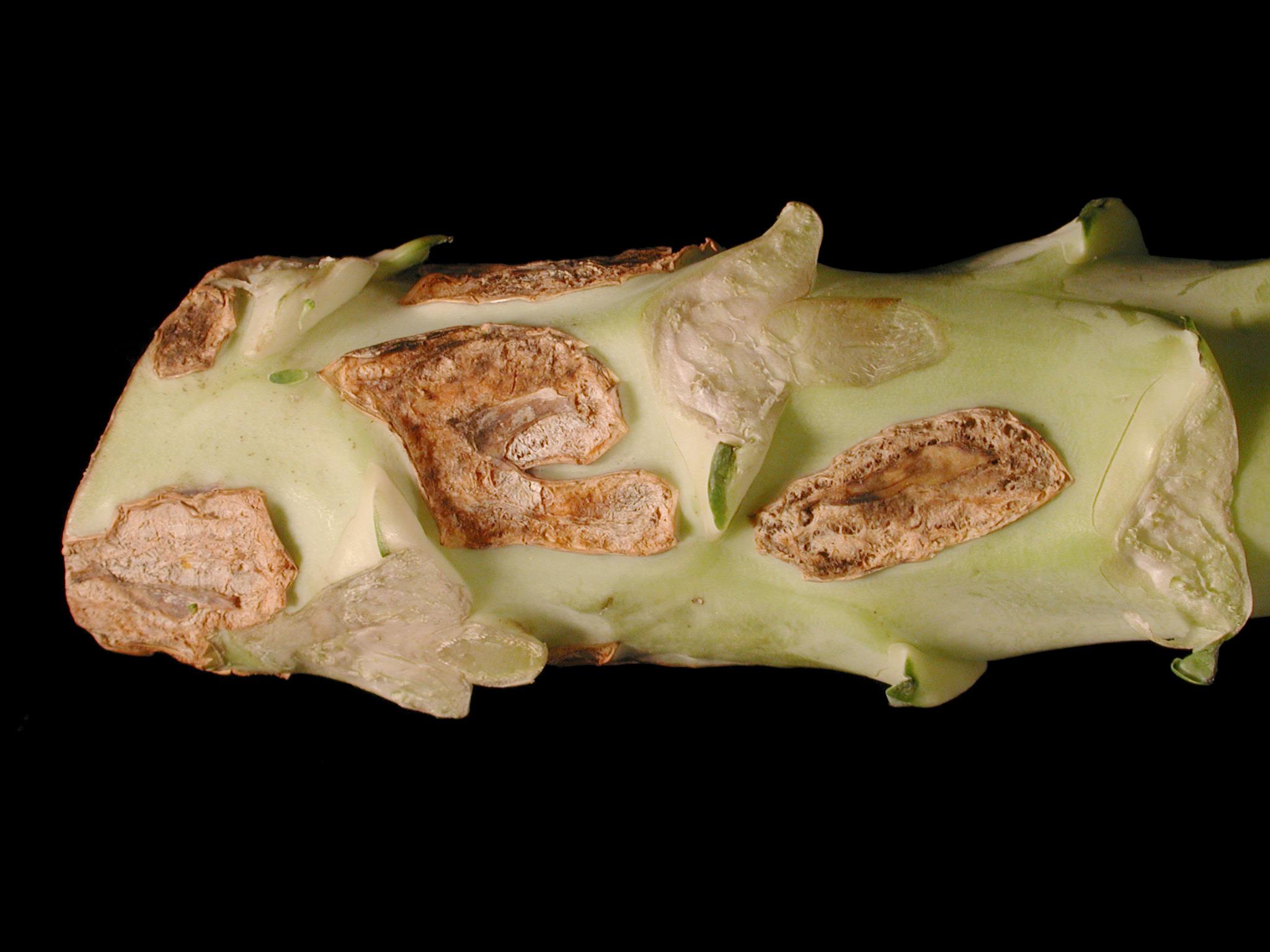 Laboratoire d'expertise et de diagnostic en phytoprotection - MAPAQ