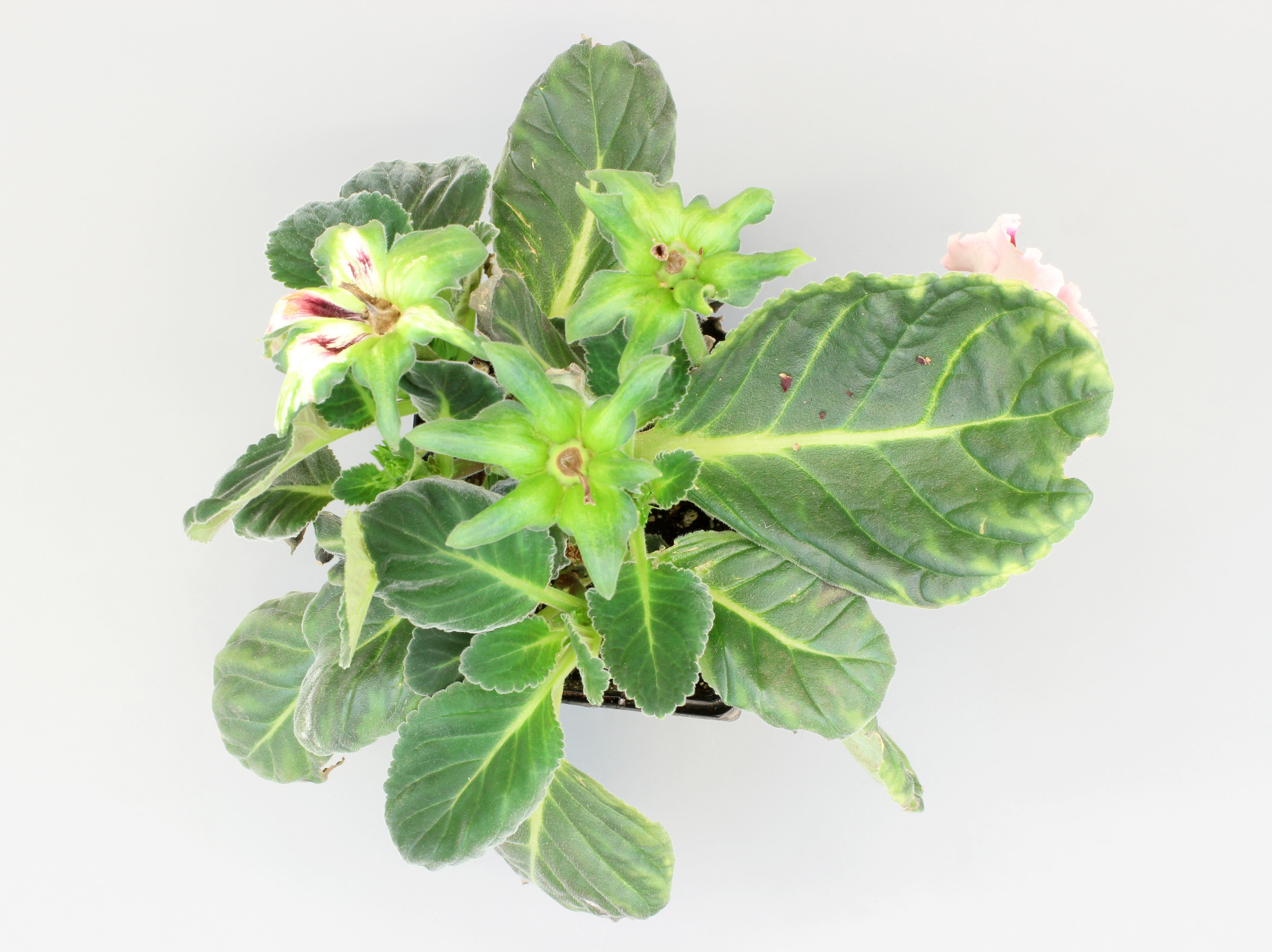 Laboratoire d'expertise et de diagnostic en phytoprotection - MAPAQ