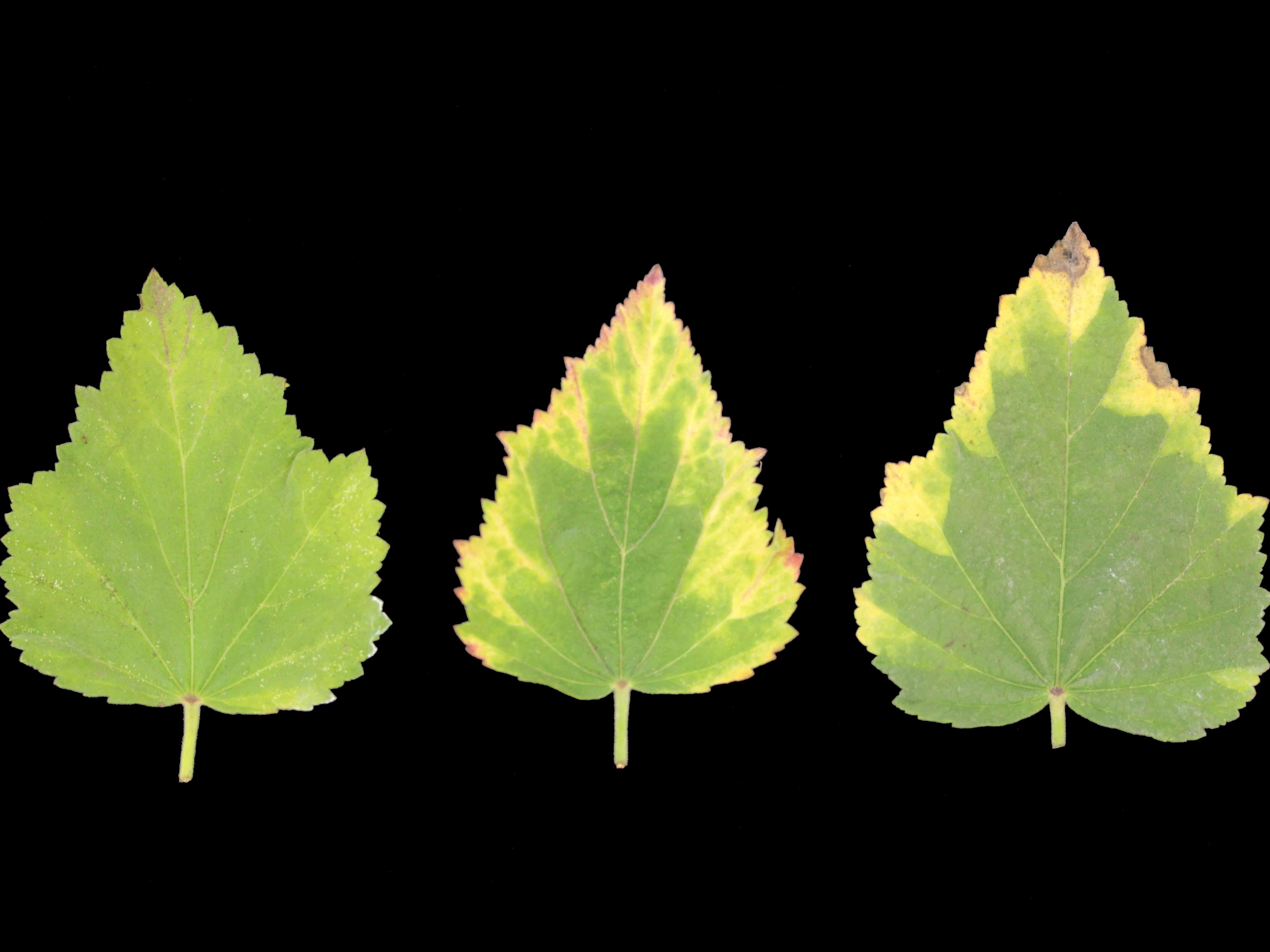 Laboratoire d'expertise et de diagnostic en phytoprotection - MAPAQ